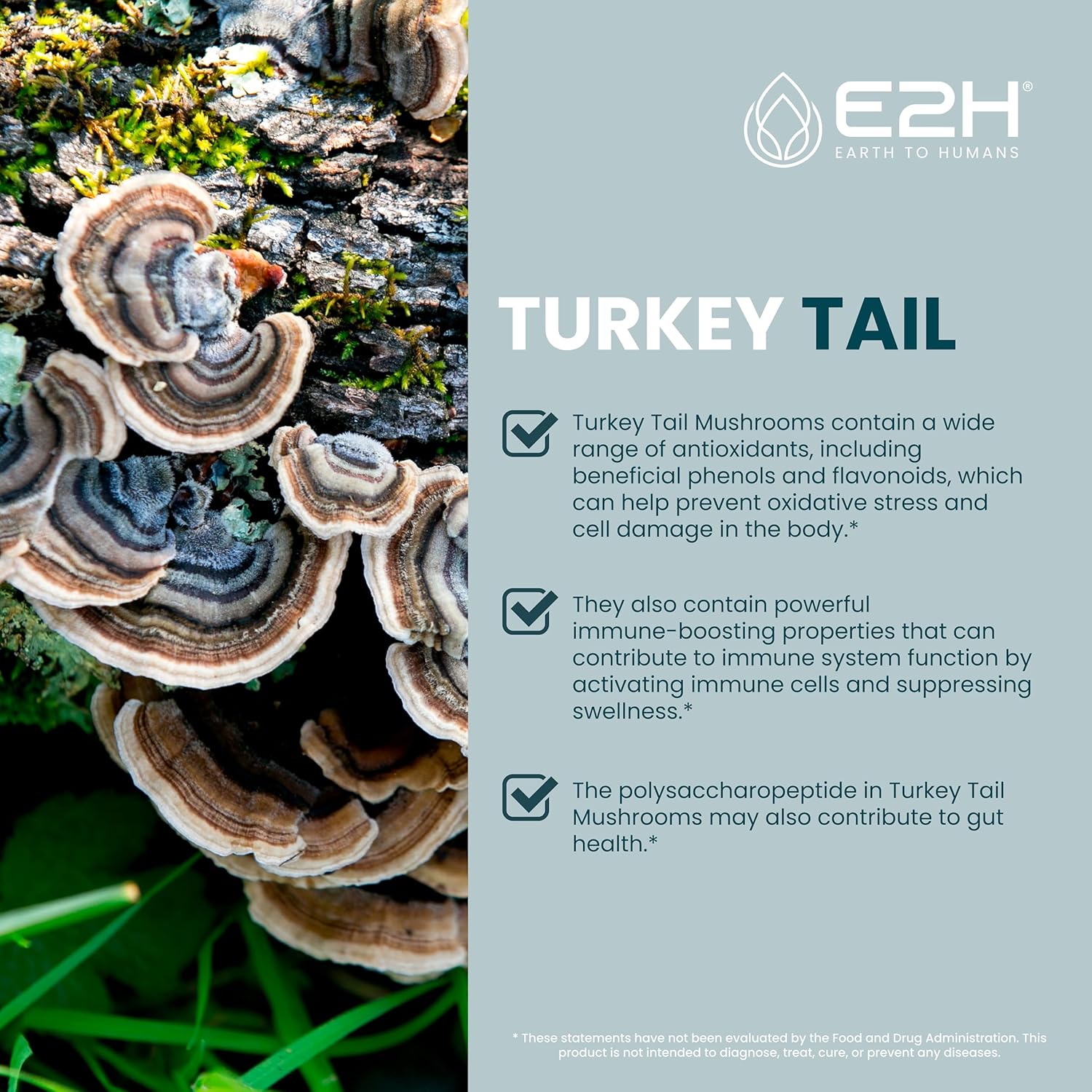 E2H Turkey Tail Mushroom Extract - Immune & Digestive Support Supplement - Non-GMO, Vegan - Pack of 3