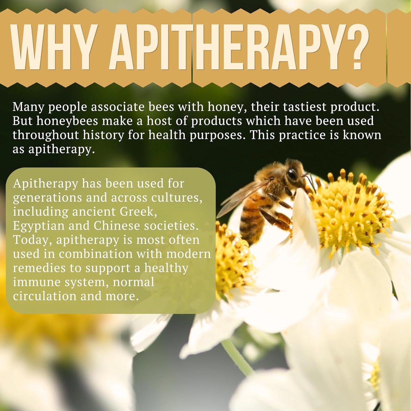 Elderberry Syrup with Raw Honey, Propolis, Elderberries, and Echinacea for Immune Support - 8 fl. oz.