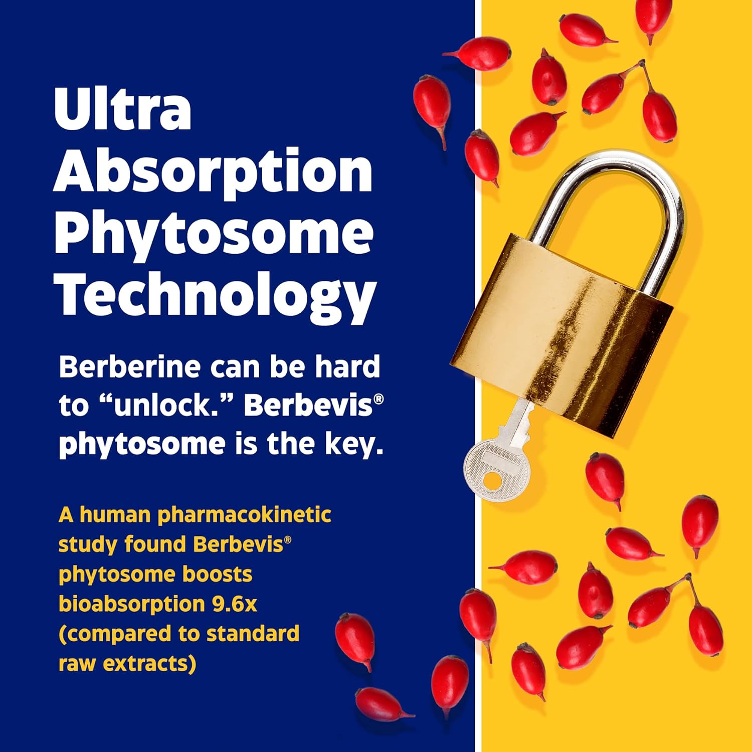 Enzymedica Berberine Phytosome Supplement for Digestive Health and Immune Support