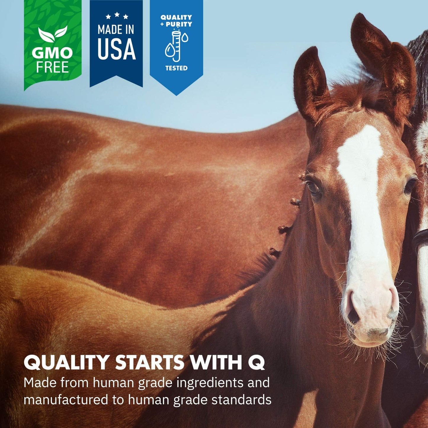 Equa Holistics HealthyGut Foal Kit: All-Natural Dietary Supplement for Horses (14g)