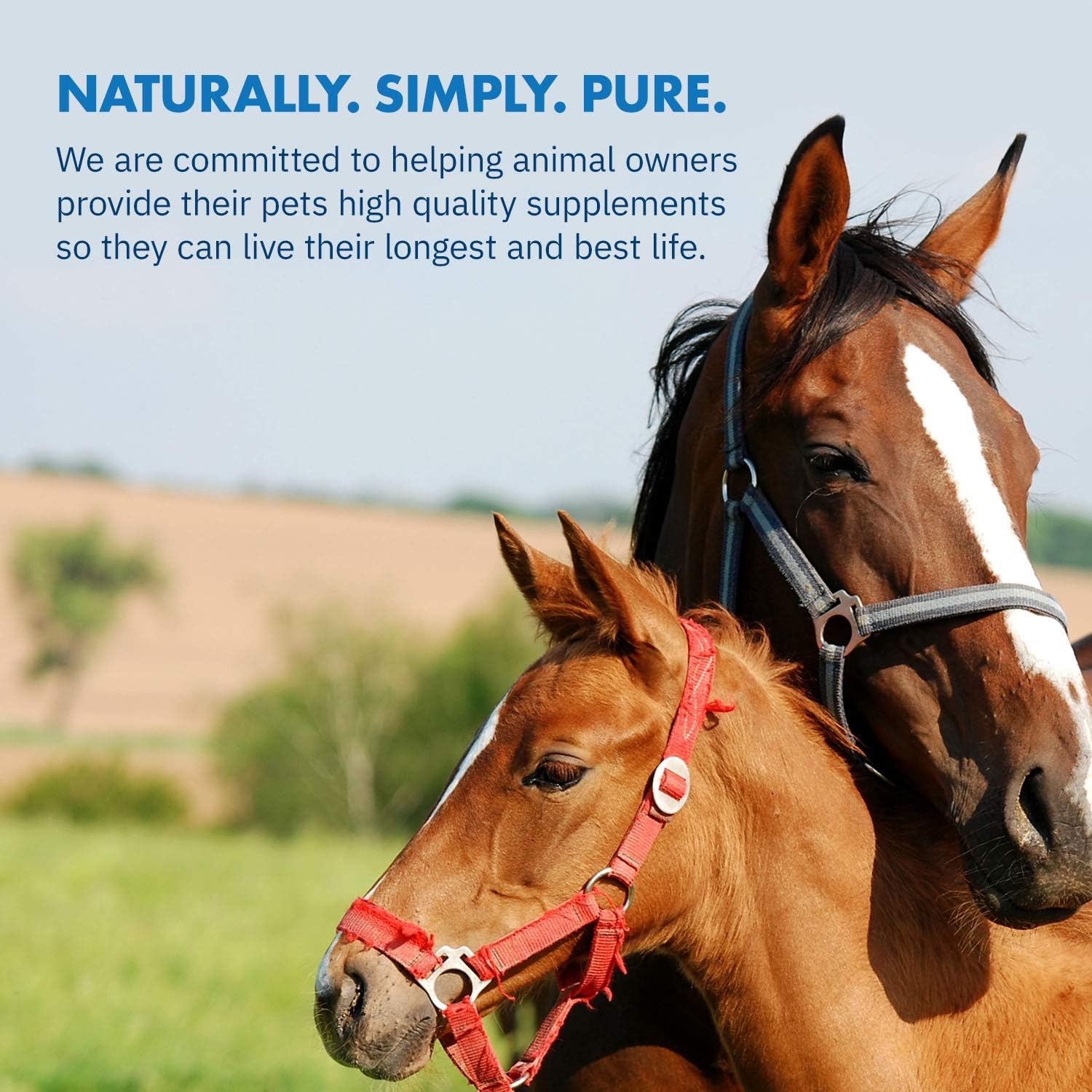 Equa Holistics HealthyGut Foal Kit: All-Natural Dietary Supplement for Horses (14g)