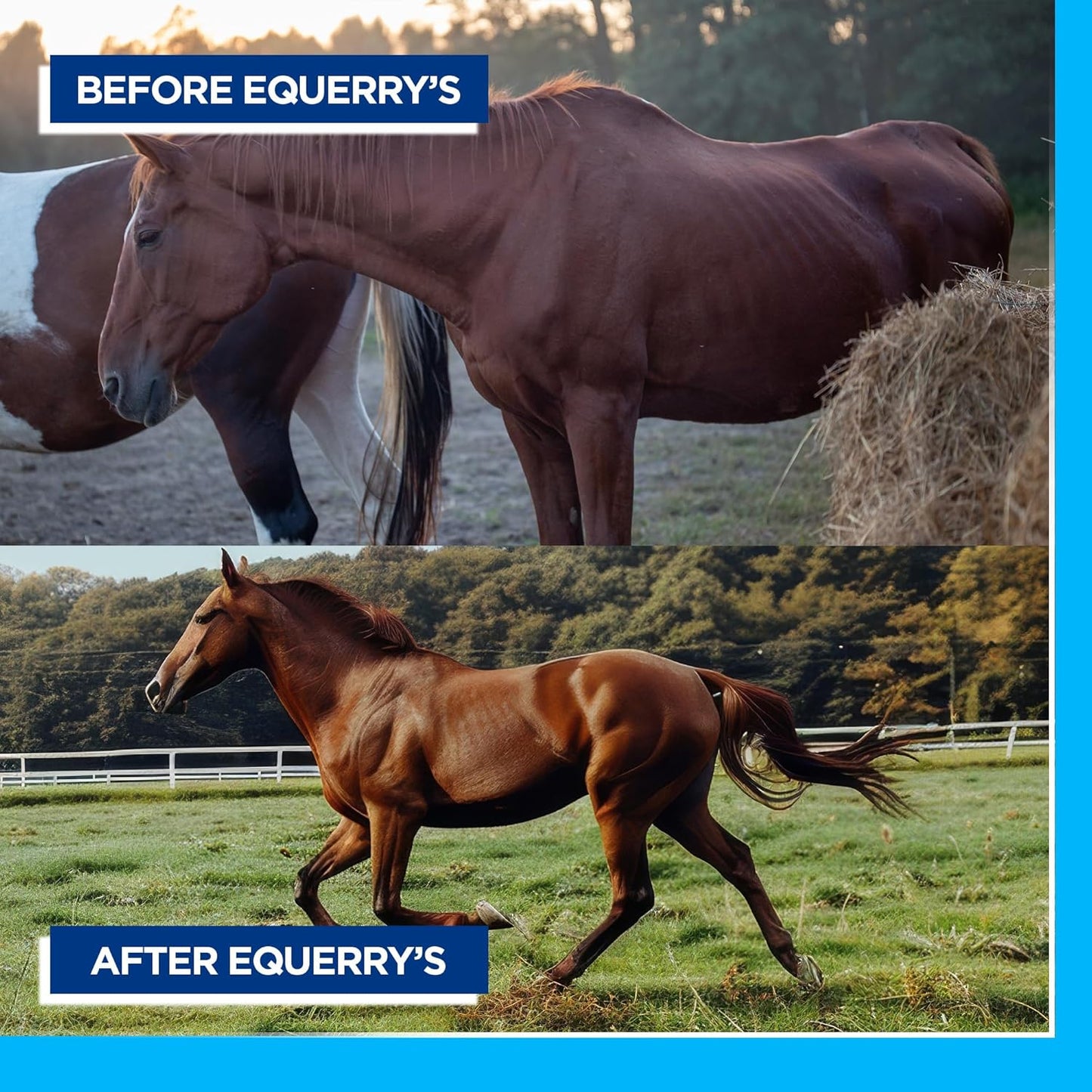 Equerry Large Animal Probiotic 20lbs - Probiotics & Enzymes for Gut Health & Nutrient Absorption - 160 Feedings for 1000 lb Animals