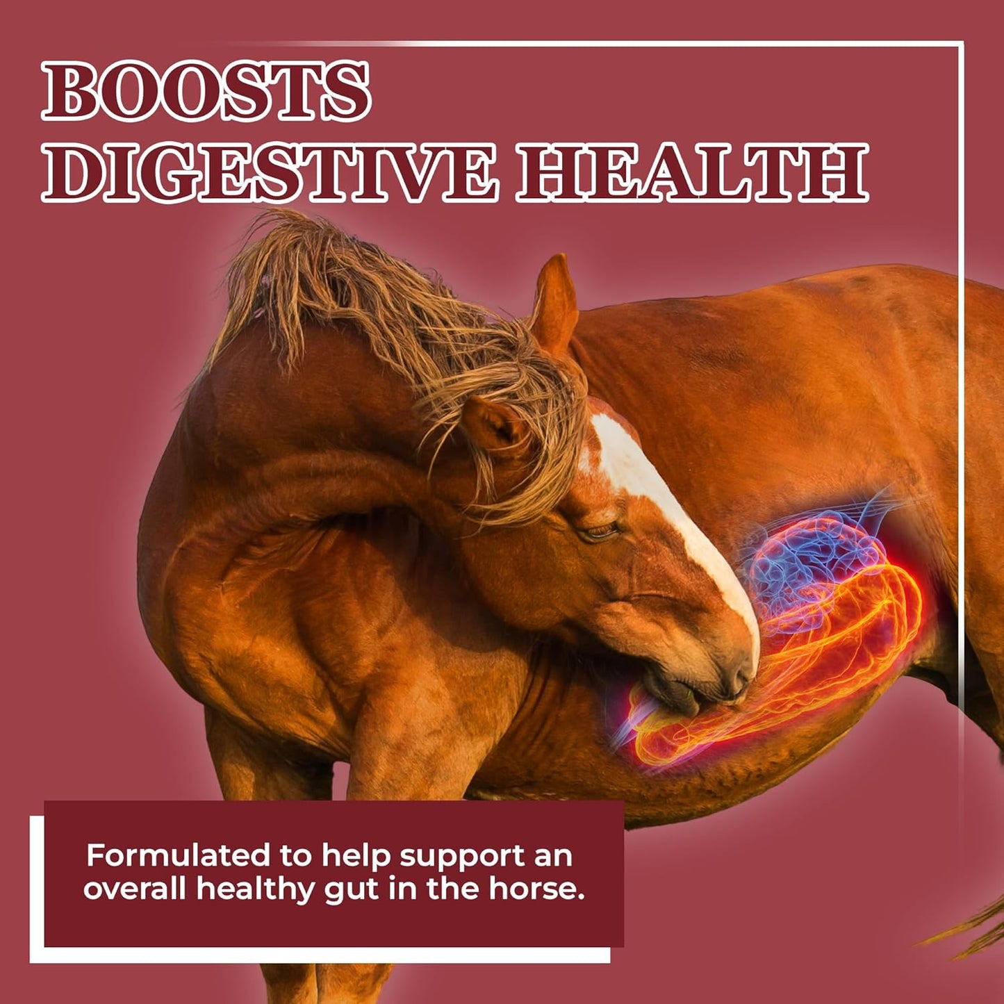 Equerry's Horse Gut Health - Probiotic and Prebiotic Supplement for Colic and Digestive Upset - 1.1LB