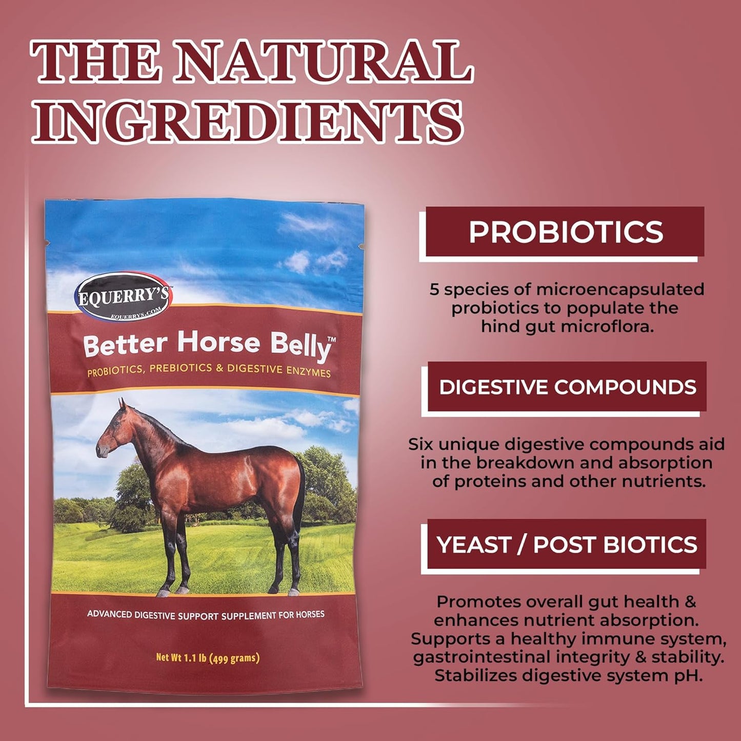 Equerry's Horse Gut Health - Probiotic and Prebiotic Supplement for Colic and Digestive Upset - 1.1LB