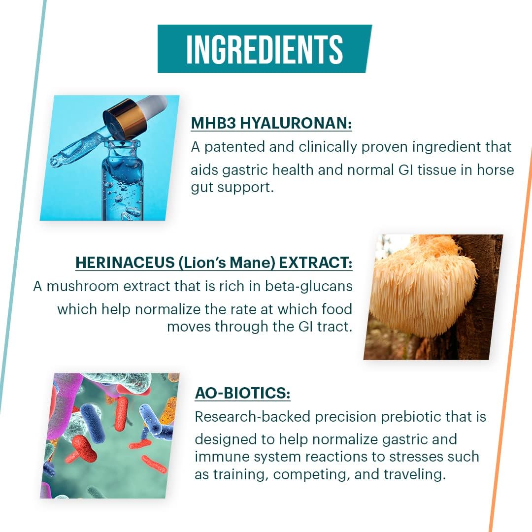 Equine Gastric Support Solution - Vitalize Alimend Stomach Supplement for Horses - 64 fl oz