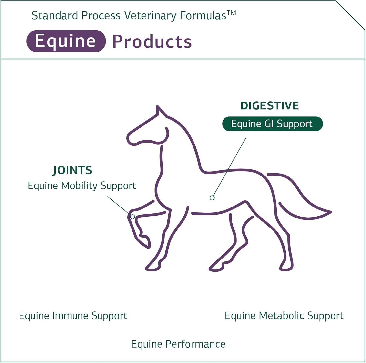 Equine GI Support Powder Supplement - Whole Food Digestion Formula for Horses - 850g - Standard Process Inc.