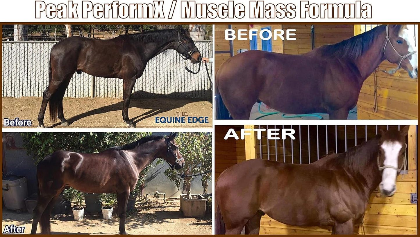Equine Gold Signature Line Peak PerformX Supreme Soul Multi Vitamin 1420g with Tribulus - Body Builder, Competition, Recovery, Nitric Oxide, Health Formula