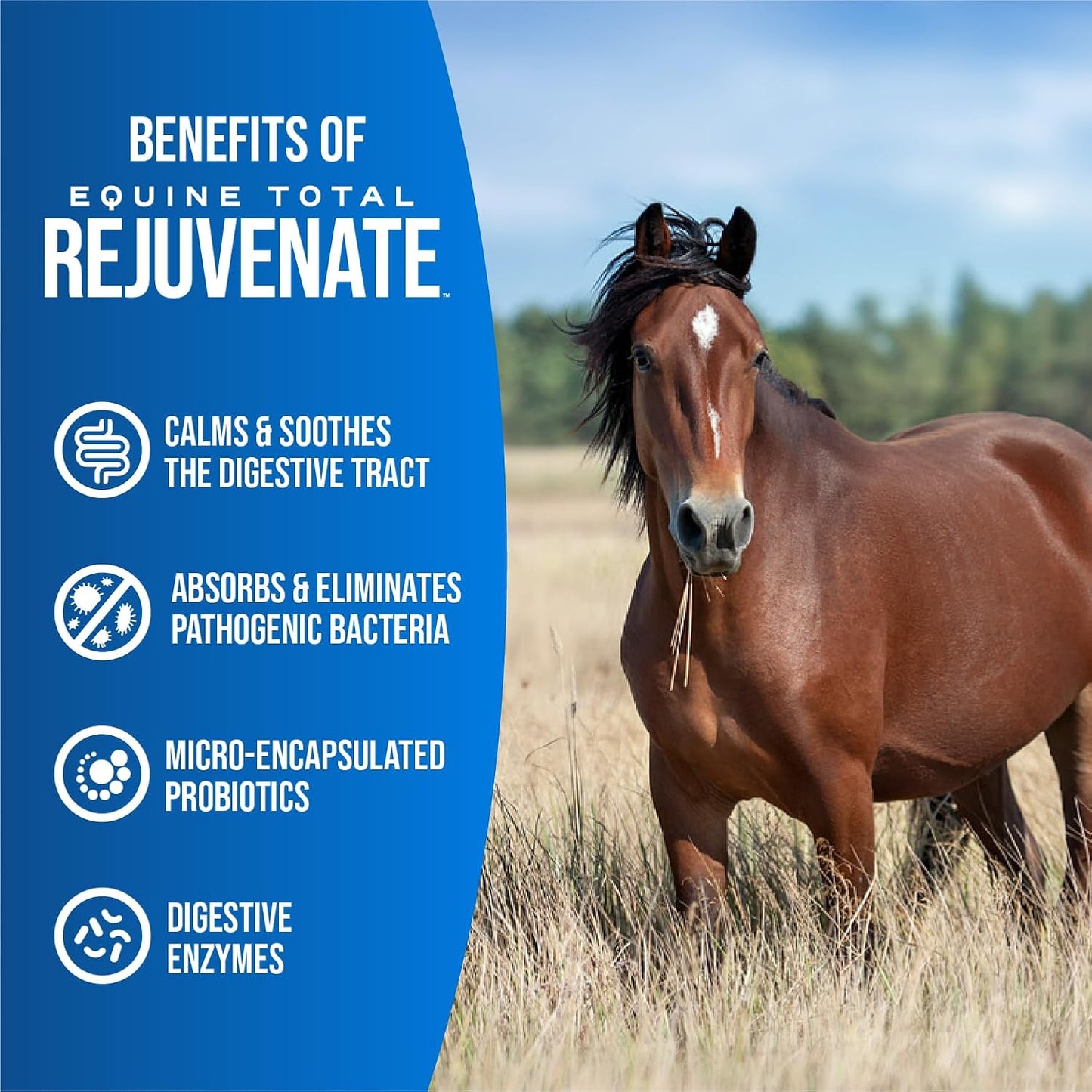 Equine Total Rejuvenate Oral Paste for Digestive & Immune Support (60g Syringe) - Horse Supplement for Digestion & Bacteria Elimination