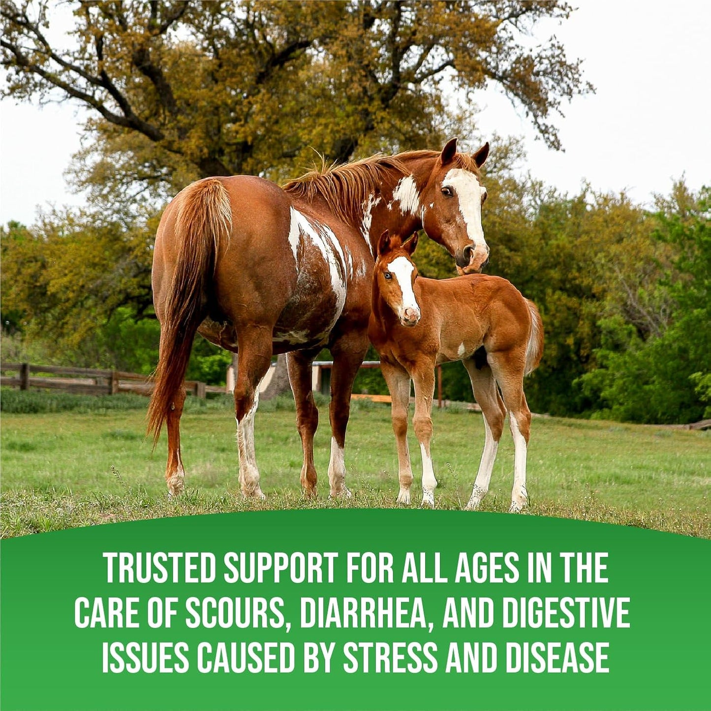 Equine Total Rejuvenate Oral Paste for Digestive & Immune Support (60g Syringe) - Horse Supplement for Digestion & Bacteria Elimination