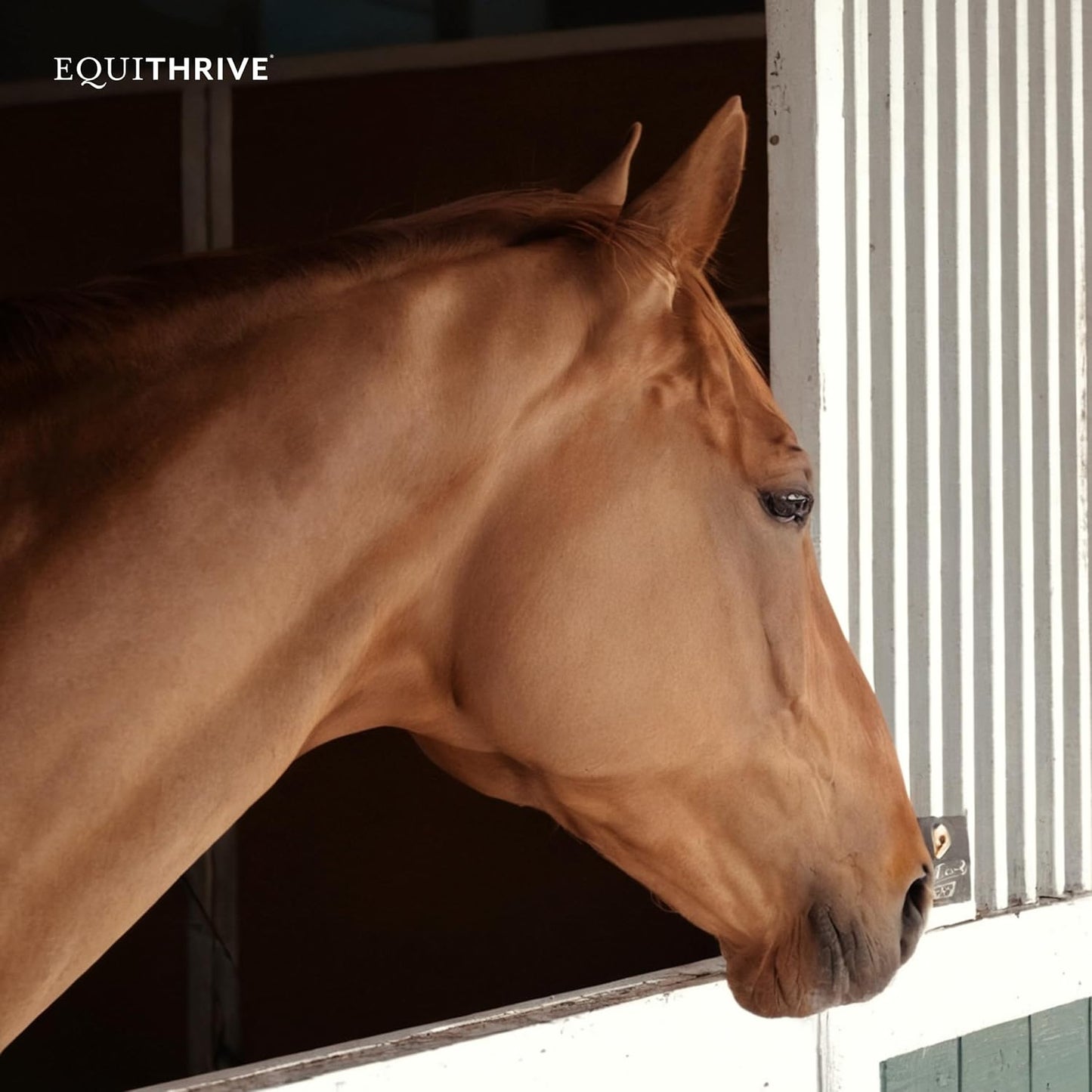 Equithrive Vitamin E Pellets with Omega 3 for Horses, Antioxidant Support, 10 lbs - Equine Products & Supplies