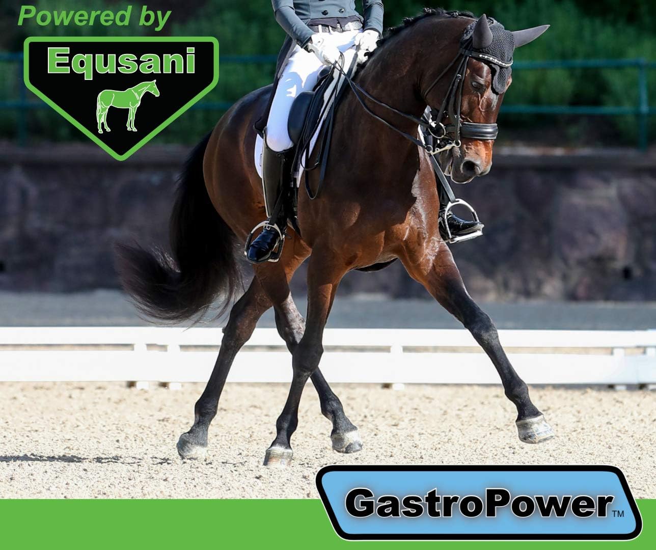 Equsani Inc Gastrointestinal Support Supplement for Digestive Health