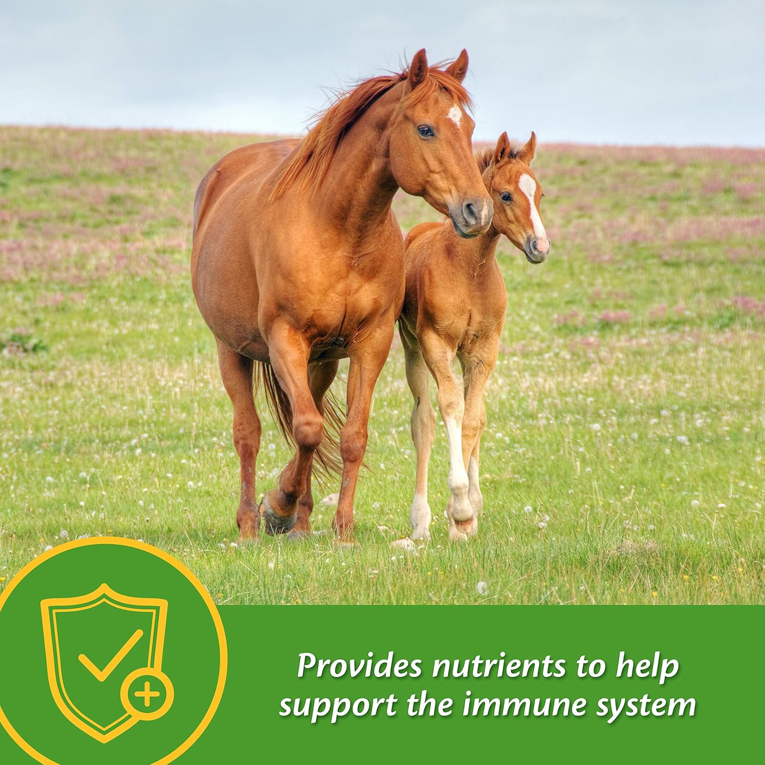 Farnam Grow Colt Supplement for Growth & Development - 7.5 lbs, 60 Day Supply for Healthy Foal Growth