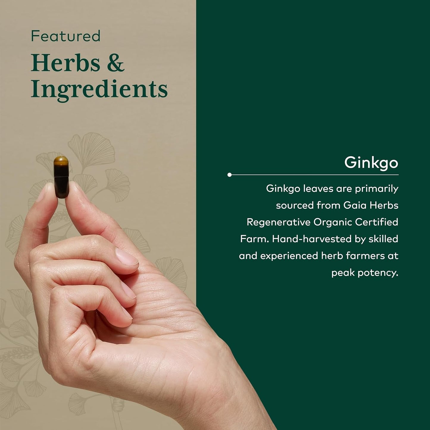 Gaia Herbs Pro Ginkgo Memory Supplement - Supports Blood Circulation & Brain Function - 60 Vegan Liquid Capsules