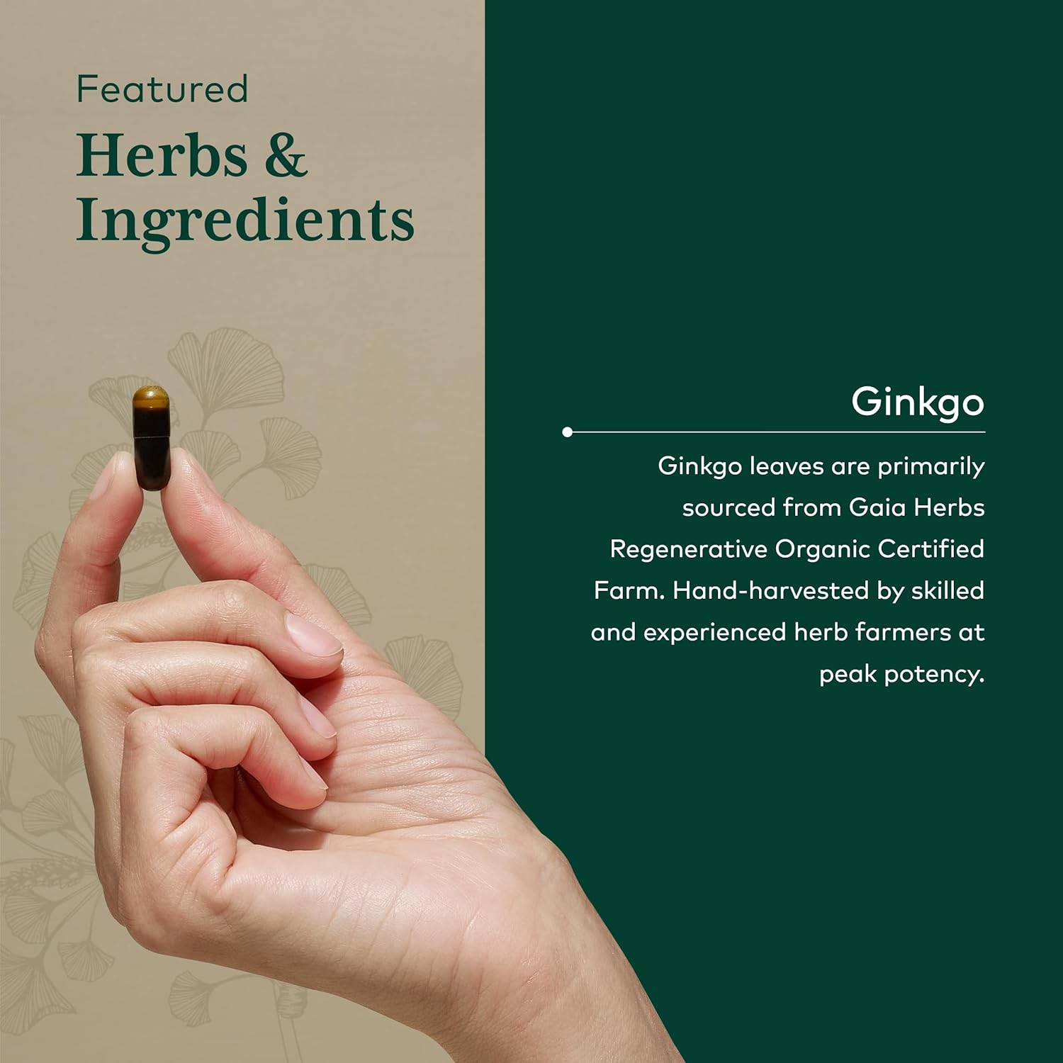 Gaia Herbs Pro Ginkgo Memory Supplement - Supports Blood Circulation & Brain Function - 60 Vegan Liquid Capsules