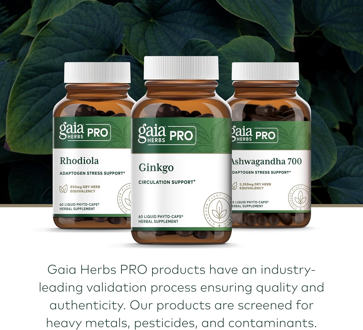 Gaia Herbs Pro Ginkgo Memory Supplement - Supports Blood Circulation & Brain Function - 60 Vegan Liquid Capsules