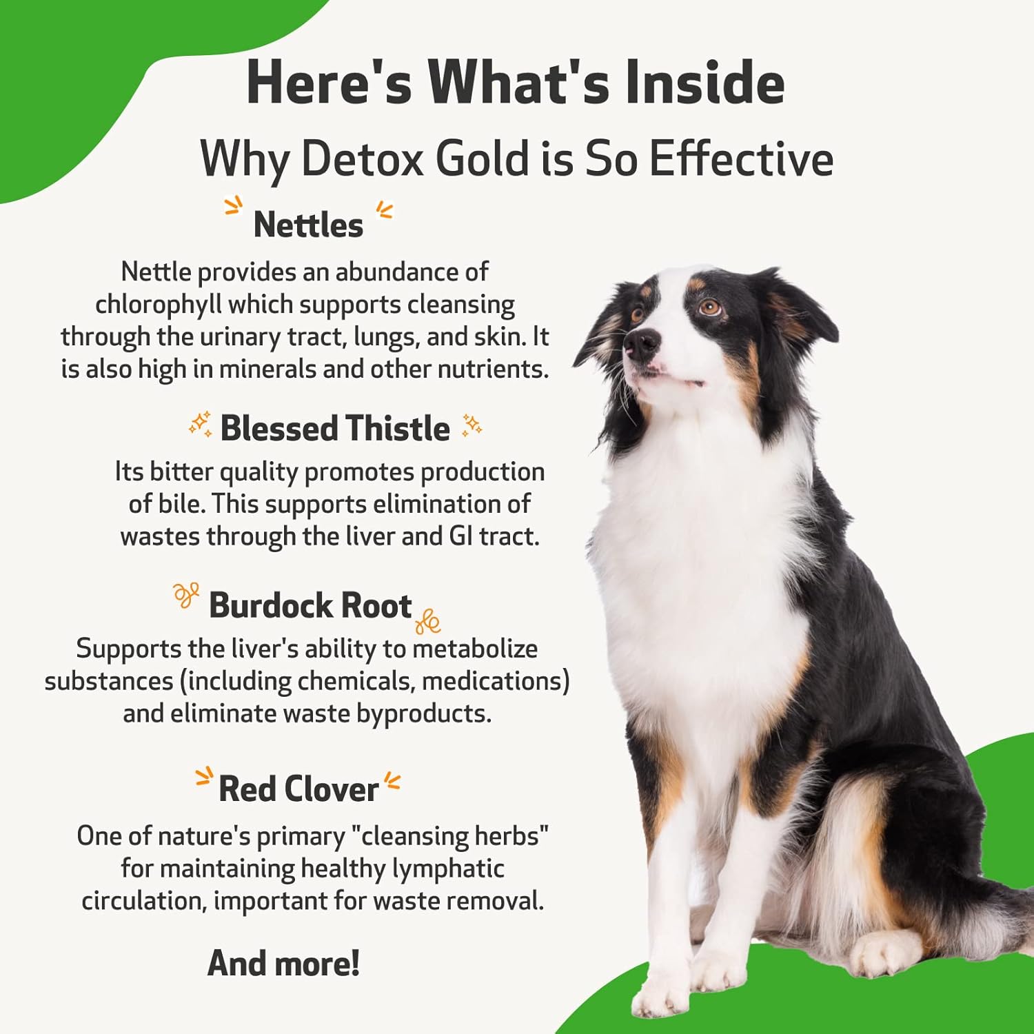 Gentle Detoxification & Immune Support Herbal Supplement for Dogs - Pet Wellbeing Detox Gold - Veterinarian Formulated - 2 oz (59 ml)
