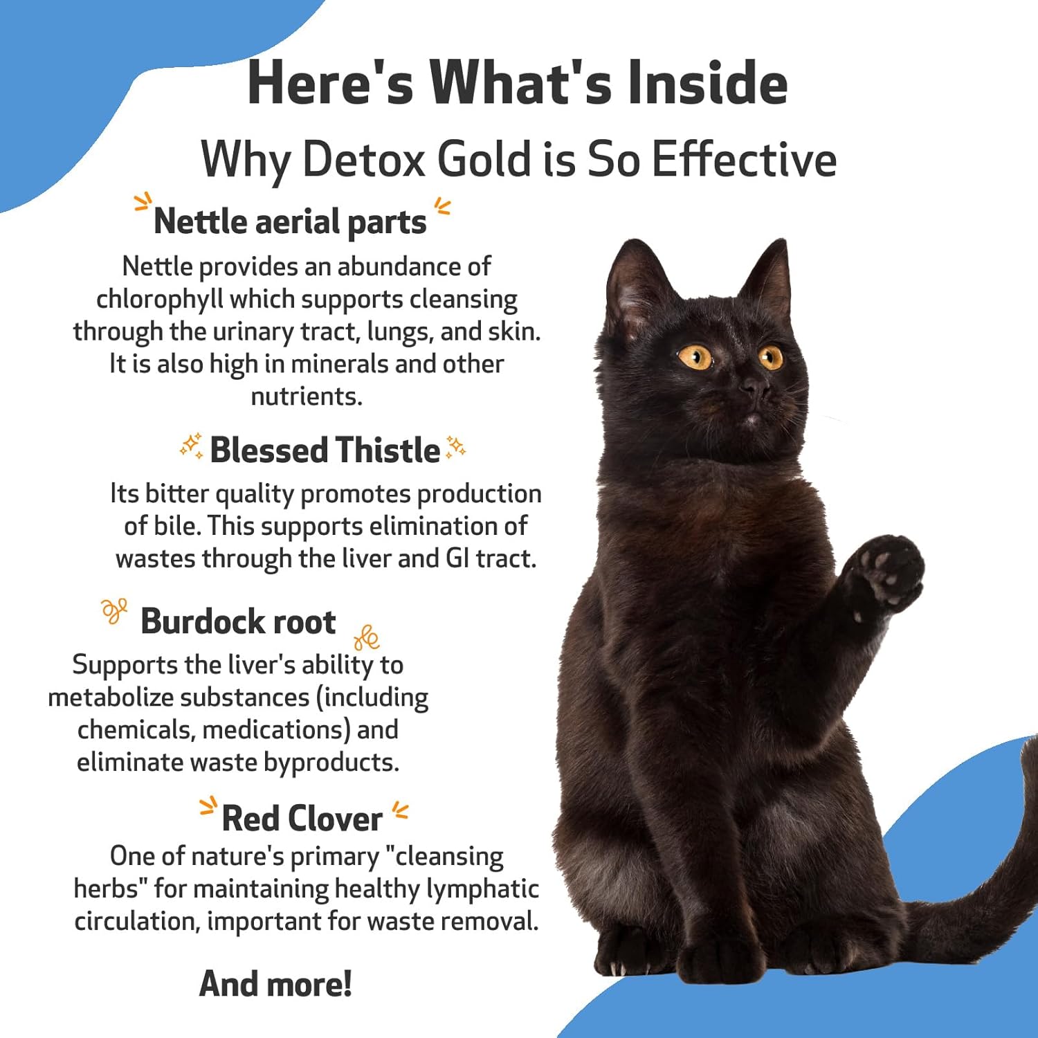 Gentle Detoxification Support for Cats with Pet Wellbeing Detox Gold - Immune System Care with Nettle, Blessed Thistle, Burdock Root - Herbal Supplement 2 oz