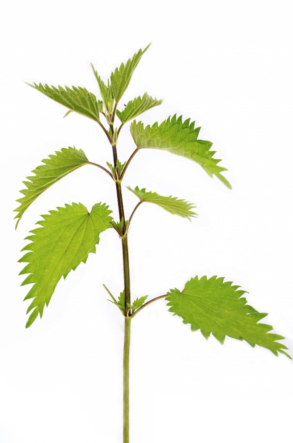 German Bluechai Stinging Nettle Seeds - Vegan Protein Source from Urtica Dioica, Dried Seeds, 0.7oz/20g - Non GMO, Gluten Free