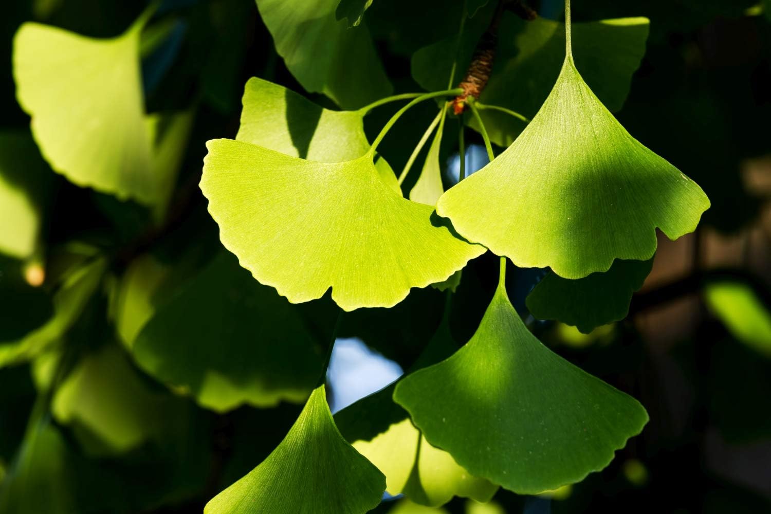 Ginkgo Biloba Leaf Herbal Tea | Health Embassy Ginkgo Biloba | 50g Leaf Tea