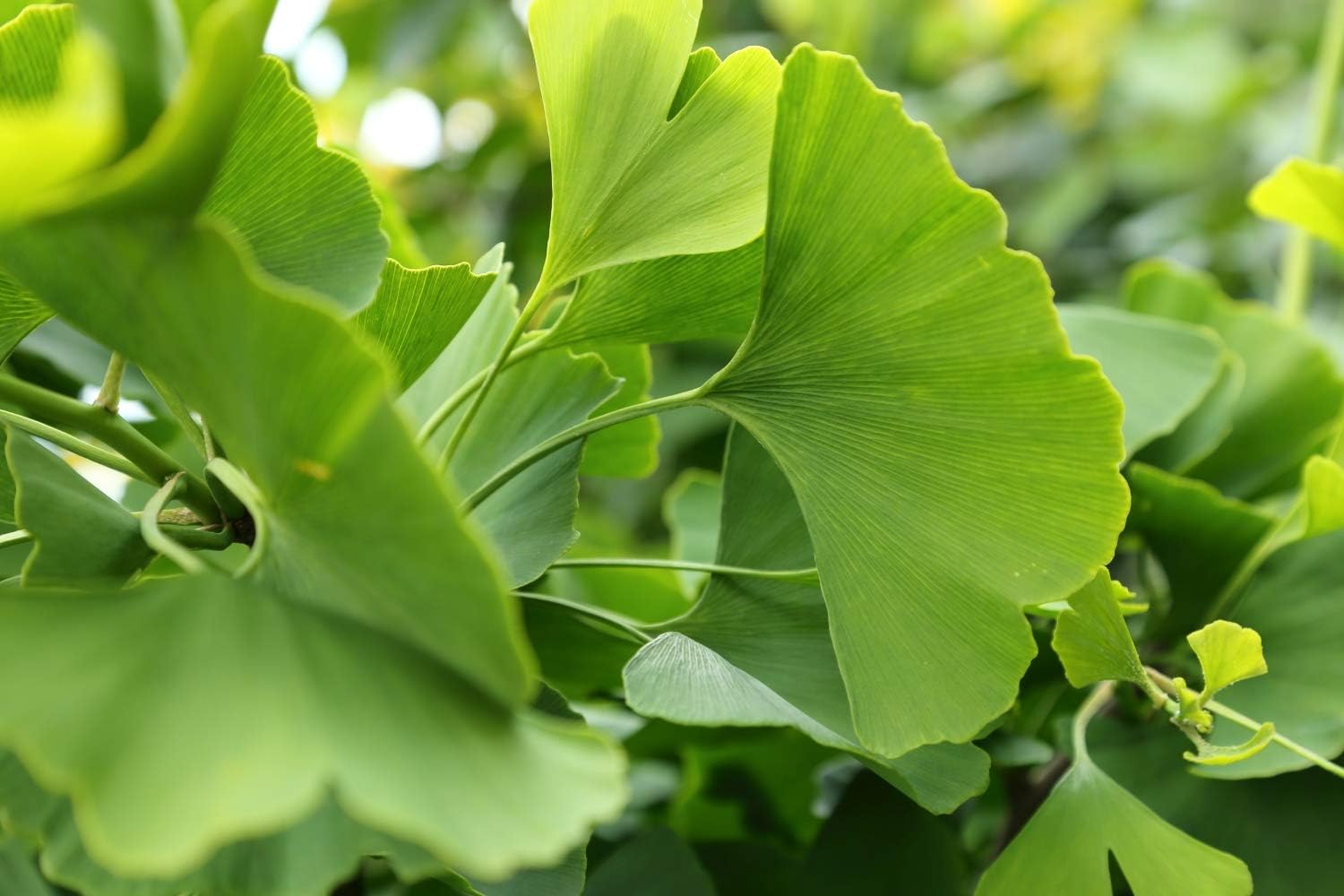 Ginkgo Biloba Leaf Herbal Tea | Health Embassy Ginkgo Biloba | 50g Leaf Tea