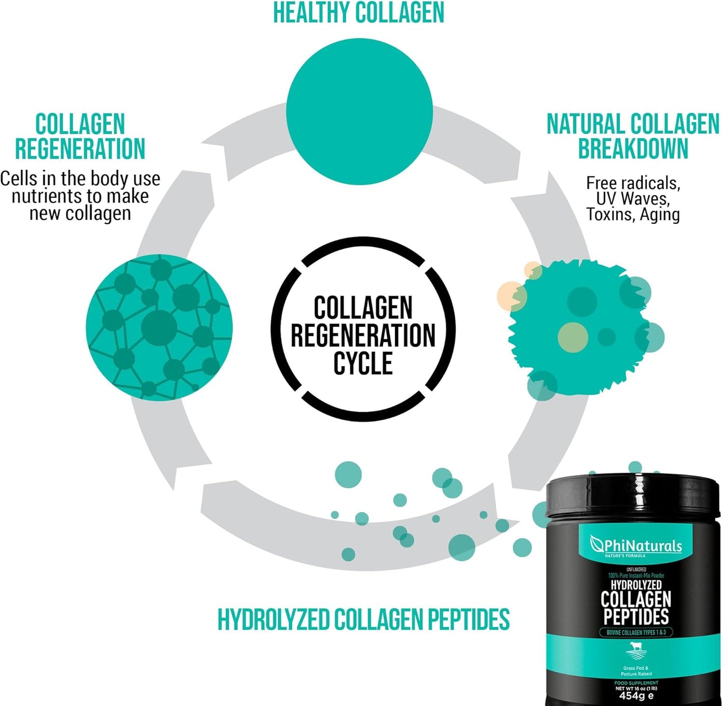 Grass Fed Bovine Hydrolyzed Collagen Peptides Powder - Unflavored Supplement for Men and Women by PhiNaturals