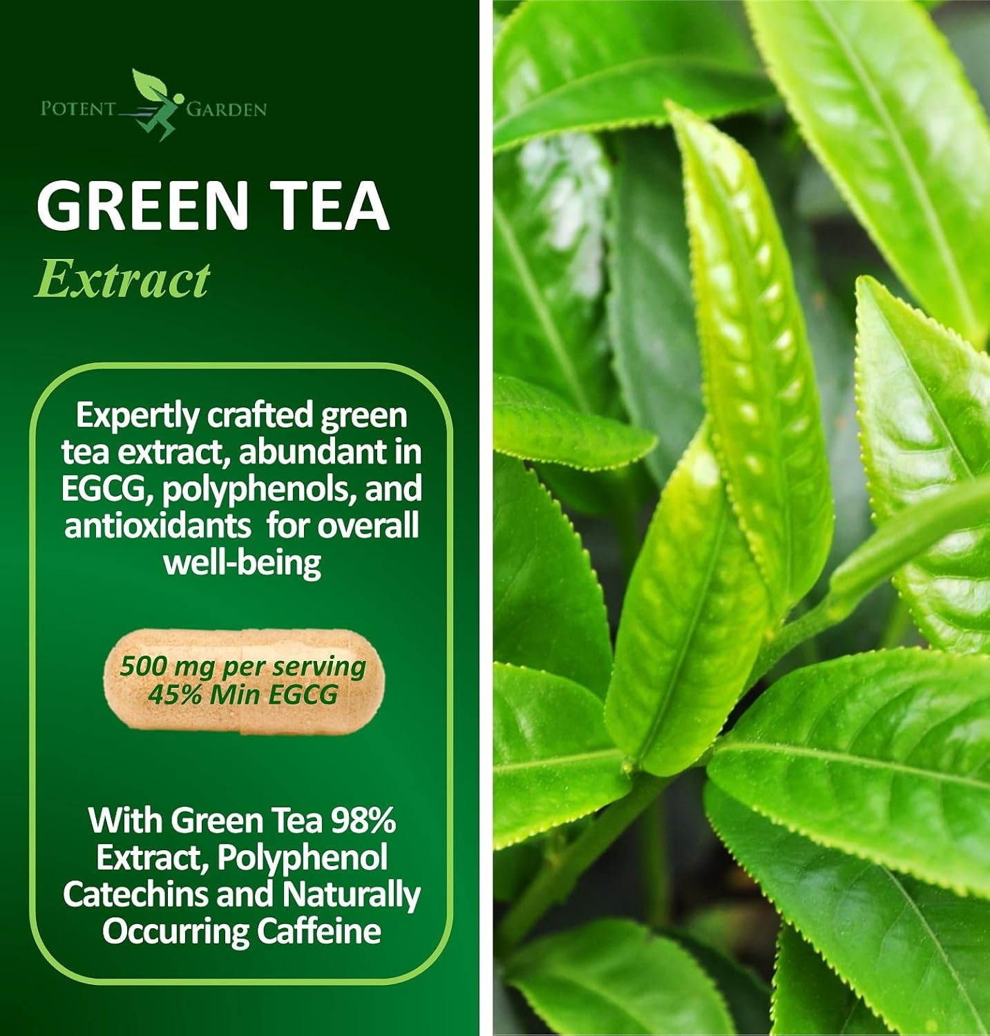 Green Tea Extract Capsules - Natural Energy, Mental Focus, Immune Support, Antioxidant, Healthy Heart - 120 Capsules