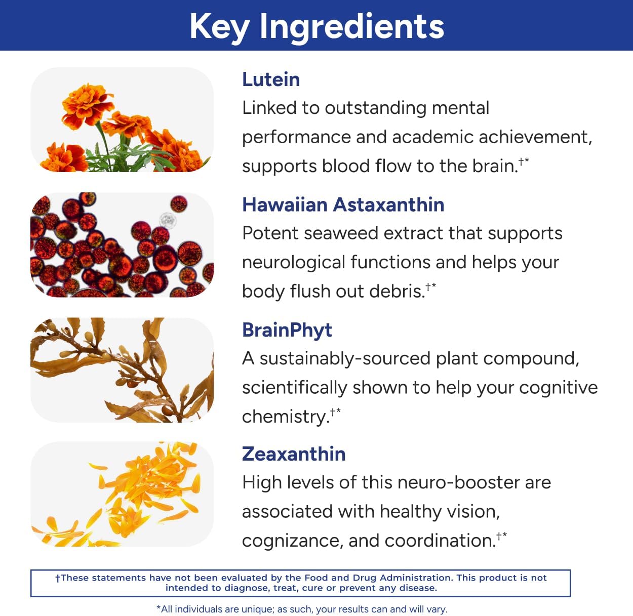 Gundry MD Power Phenols Brain Health Supplement - Boost Cognition, Focus, Motivation, & Energy - 30 Servings