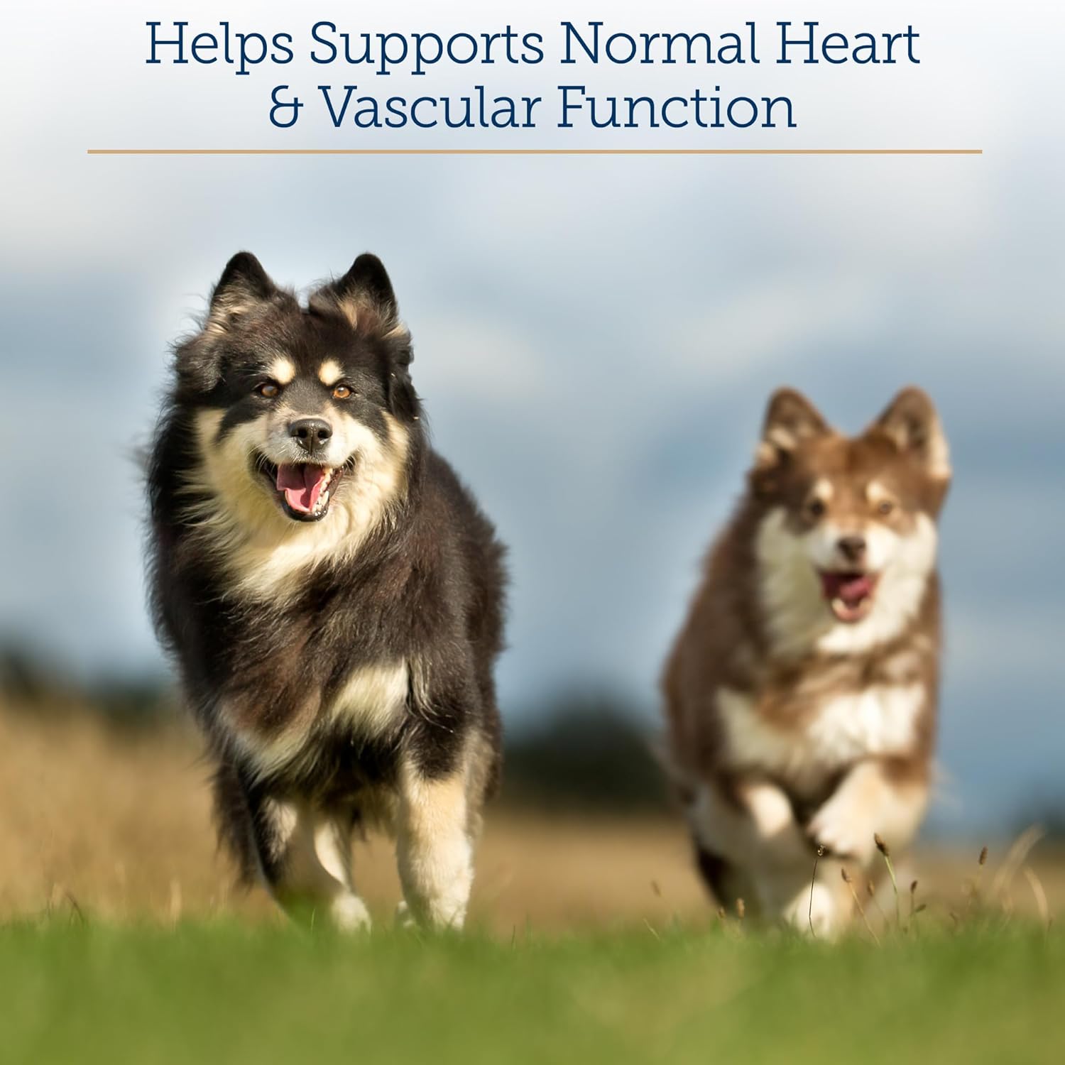Heart Health Support for Senior Dogs & Cats - Hawthorn Berry Capsules with Taurine, Magnesium, and Potassium - 90ct