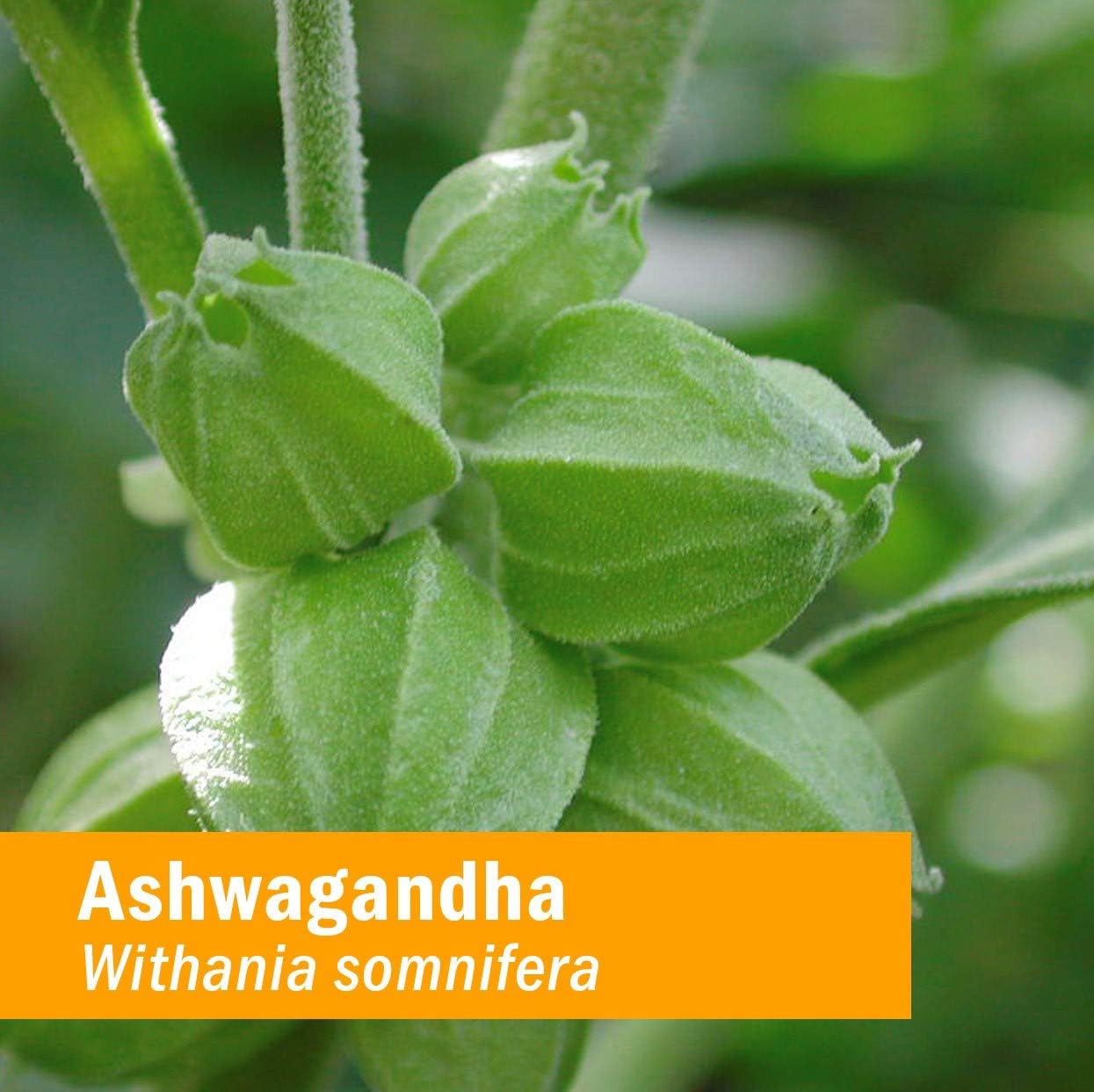 Herb Pharm Ashwagandha & Rhodiola Extracts Combo Pack for Energy & Endurance, 1 Oz Each