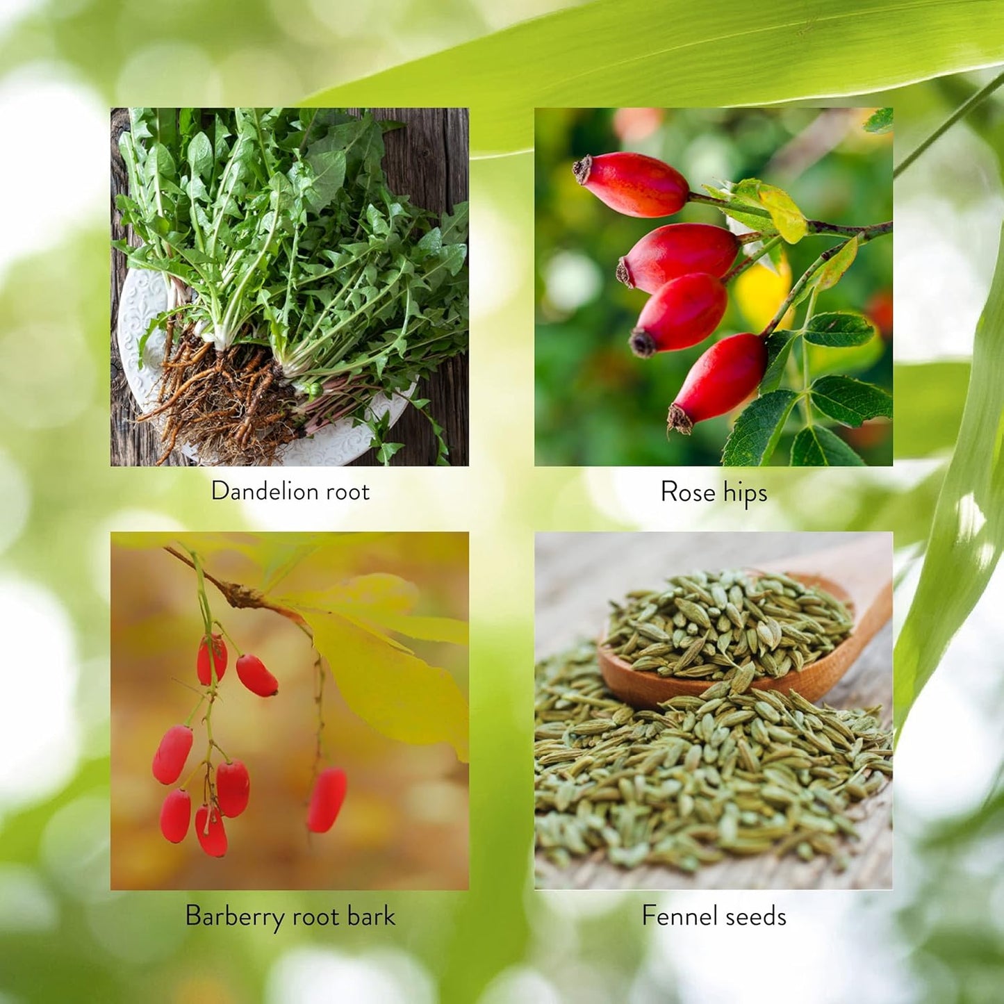 Herbal Liver and Spleen Support Capsules - Digestive System Cleanse - Nature's Sunshine LIV-J, 100 Capsules