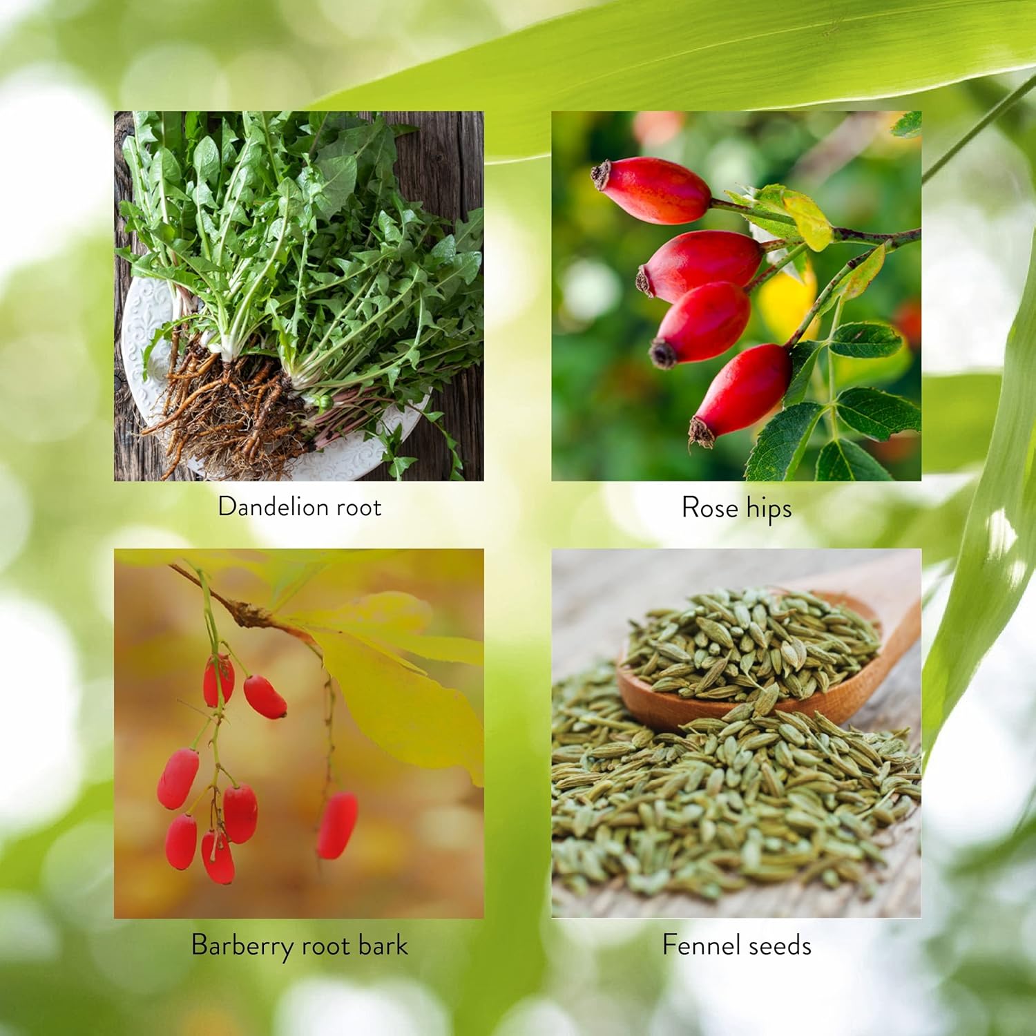 Herbal Liver and Spleen Support Capsules - Digestive System Cleanse - Nature's Sunshine LIV-J, 100 Capsules