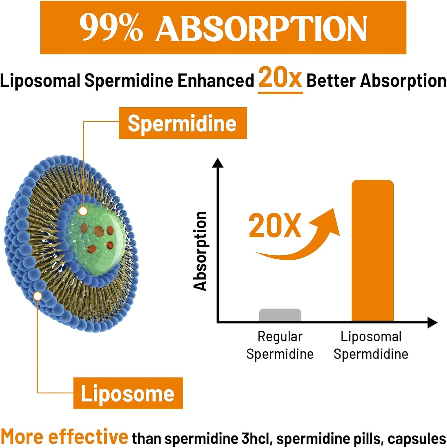High Absorption Liposomal Spermidine Supplement 30mg - Fermented Wheat Germ Extract for Cellular Renewal in Men & Women - 240 Softgels