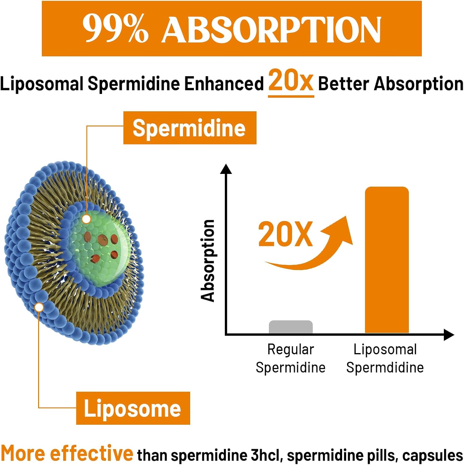 High Absorption Liposomal Spermidine Supplement 30mg - Fermented Wheat Germ Extract for Cellular Renewal in Men & Women - 240 Softgels