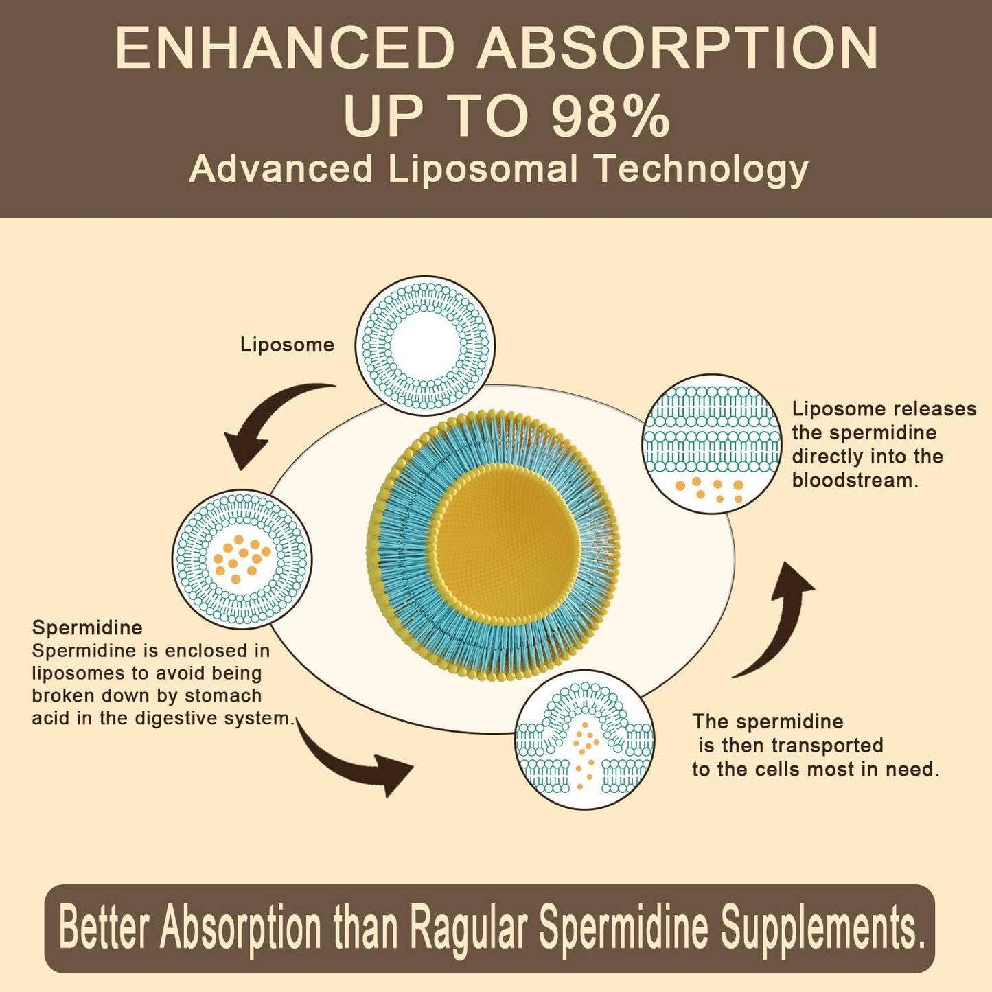 High Absorption Spermidine Supplement with Zinc & Thiamin - Cellular Renewal & Energy Boost - 240 Softgels