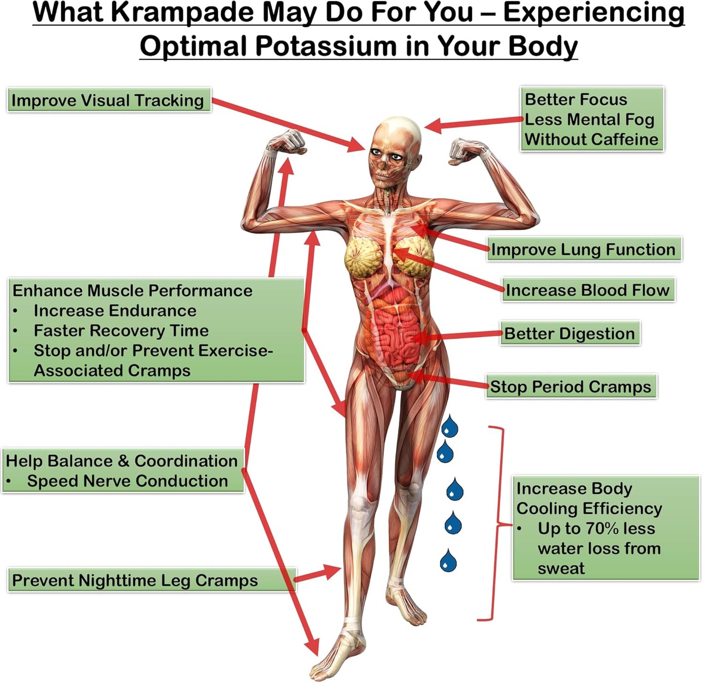 High-Protein Electrolyte Powder with Fiber, BCAAs, and Potassium | Krampade Supplement with Magnesium | Replenish Electrolytes & Boost Muscle Recovery