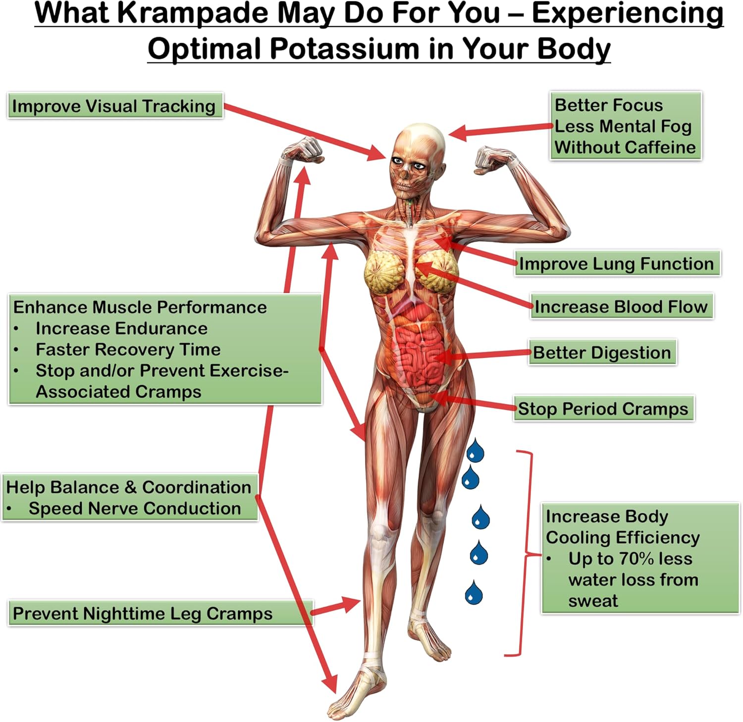 High-Protein Electrolyte Powder with Fiber, Potassium, and Magnesium | 30g Protein, 7g BCAA, 9g Fiber, 2,000mg Potassium | Replenish Electrolytes Fast!