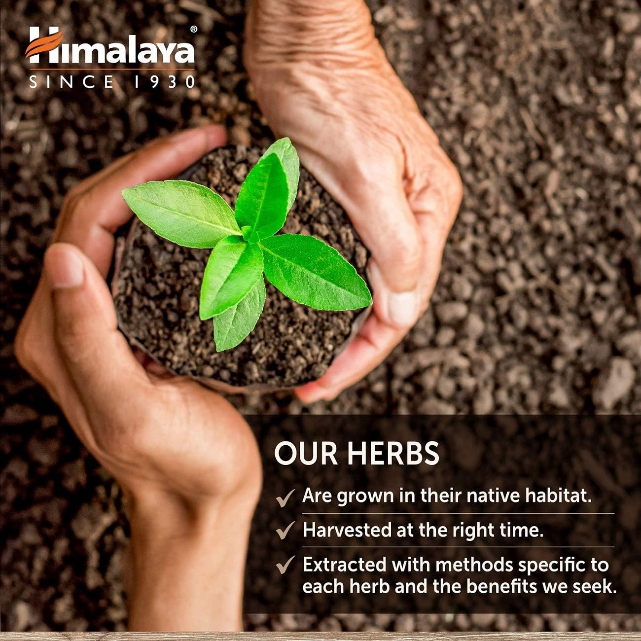 Himalaya HeartCare Supplements - Cardiovascular Wellness, 720mg, 240 Capsules, 2 Month Supply