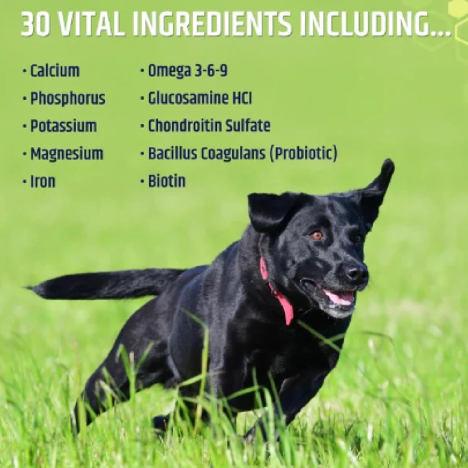Horizon Animal Care Dog Multivitamin Chews - All-in-One Vitamins for Dogs, Supports Immunity & Joint Health, 120 Soft Chews, All Ages & Breeds