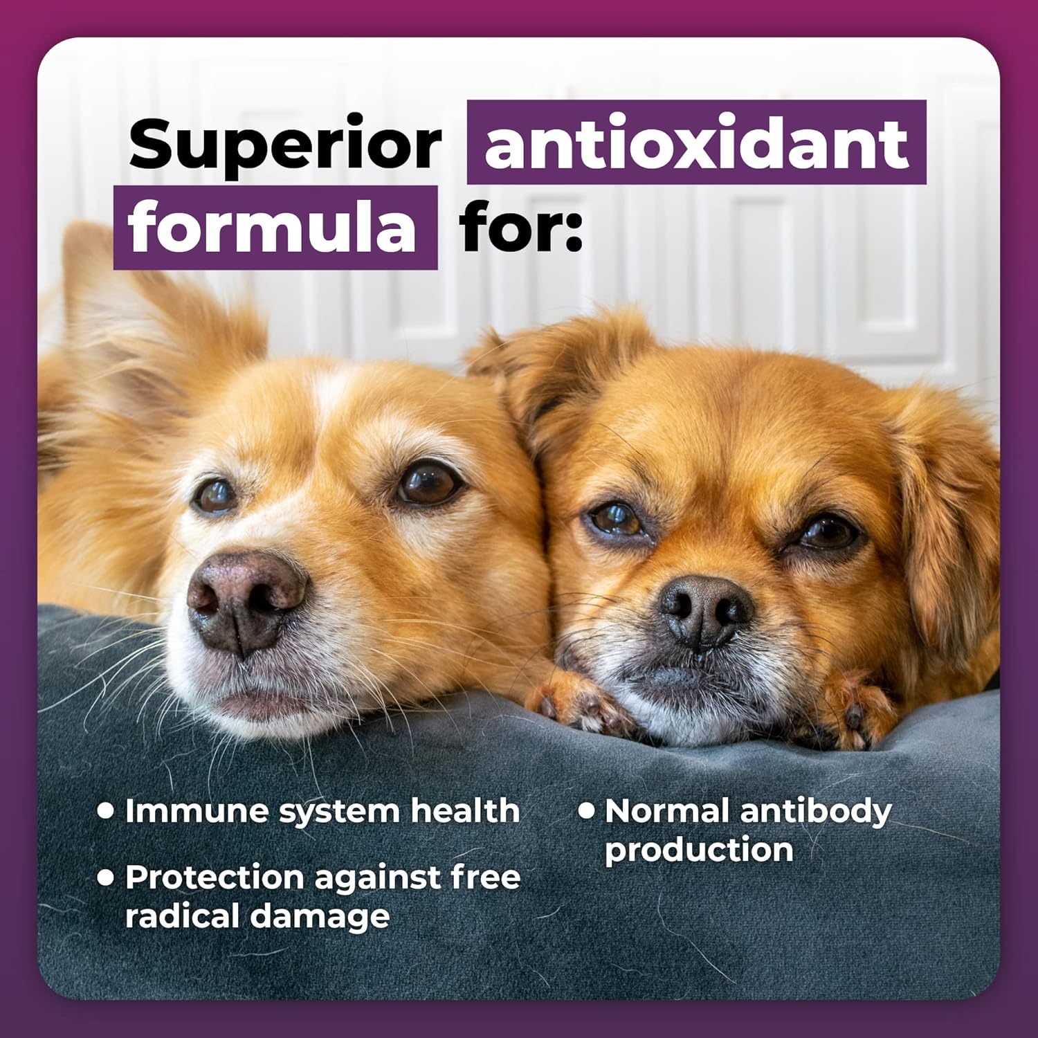 Immune Support Supplement for Small Dogs Under 30 Pounds - 60 Capsules - VetriScience Immune Plus - Allergy Support