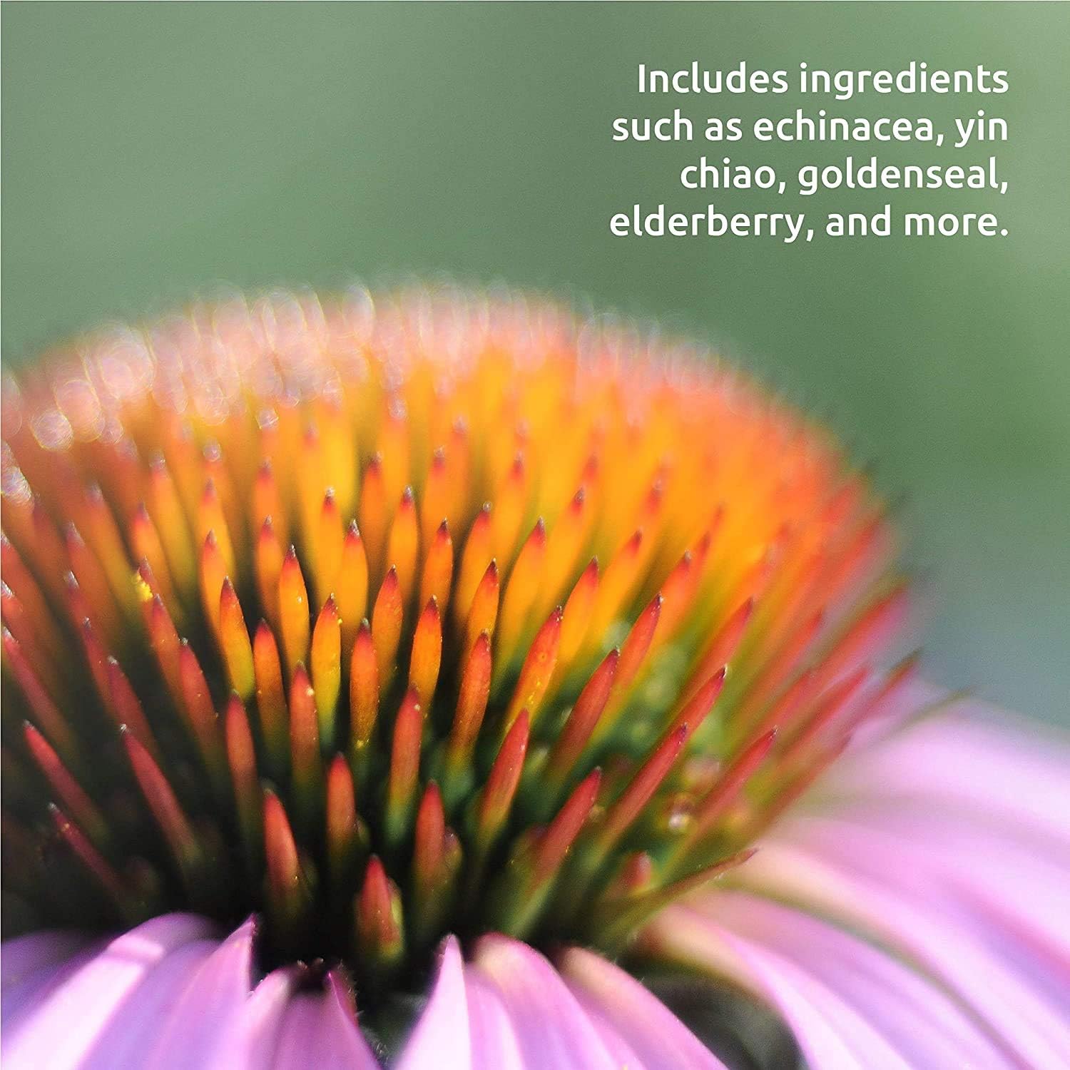 Immune System Support Liquid with Echinacea, Coptis & Yin Chiao - 8 Fluid oz - Source Naturals Herbal Resistance