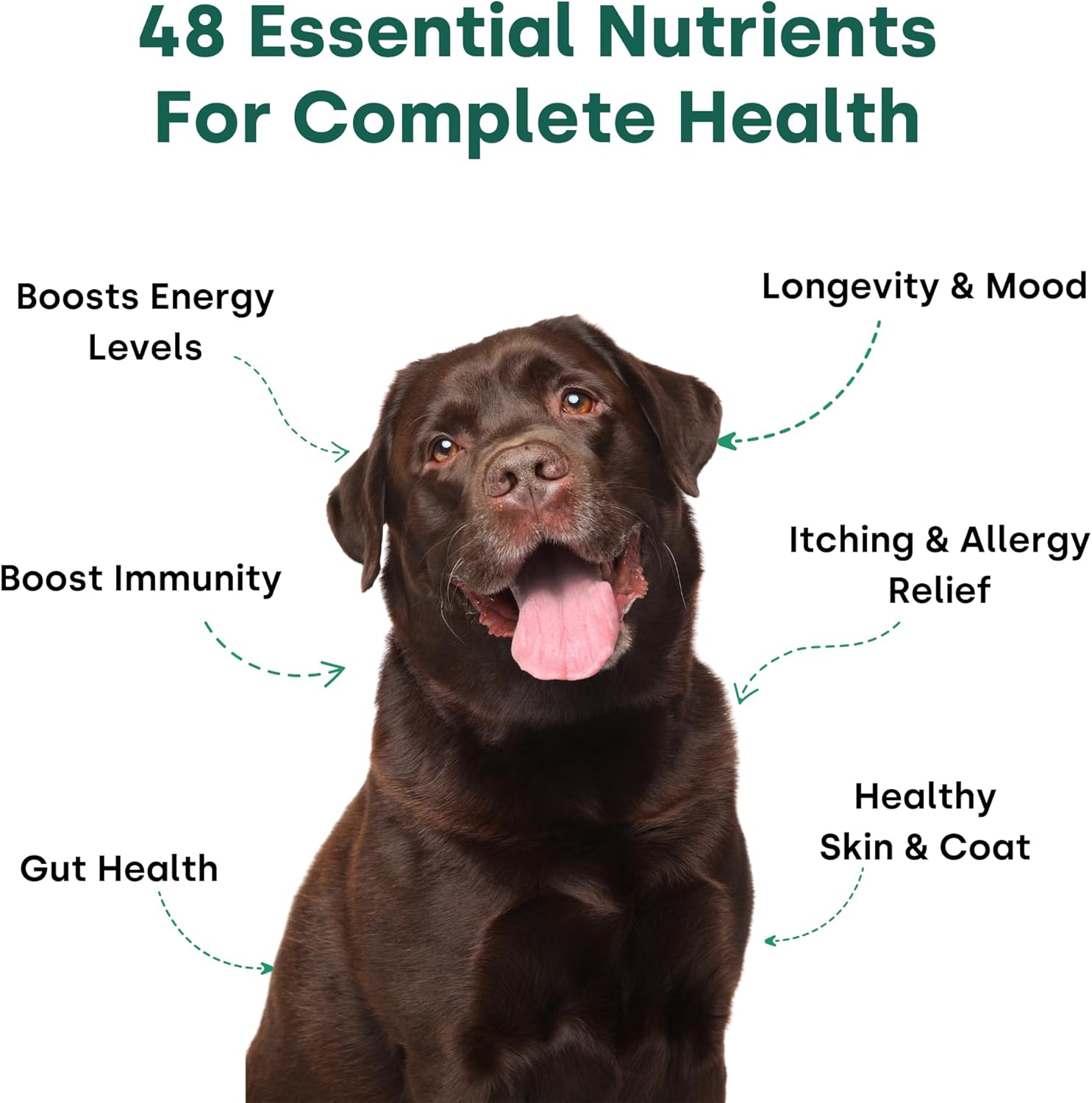 Kayode Doggie Greens - 6-in-1 Super Greens Dog Vitamins Chews with Spirulina, Kelp & Antioxidant Berry Mix, No Messy Powder - Natural Dog Supplements & Probiotics
