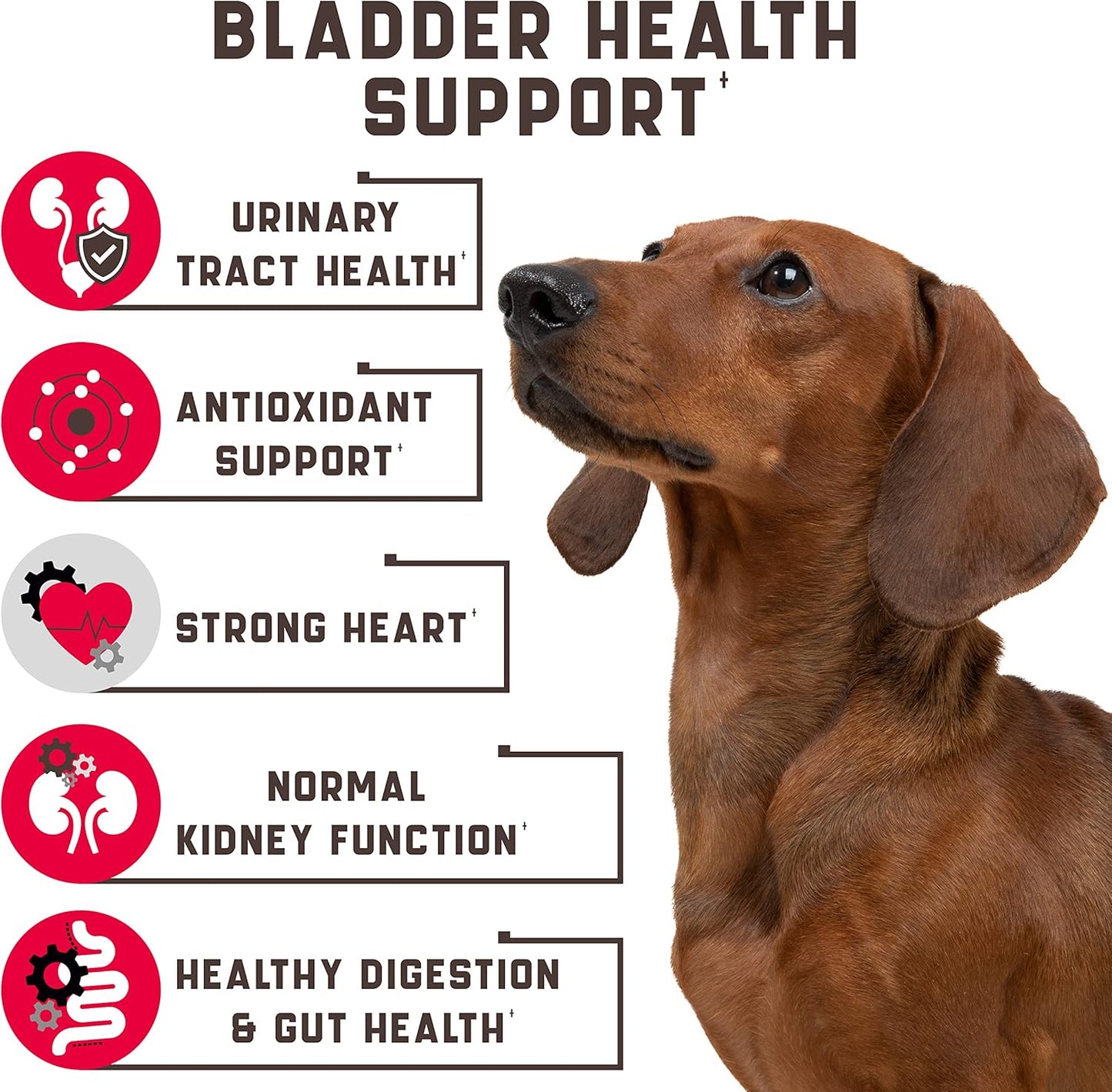 Kinpur Pet Care Dog UTI Treatment 180 Chews - Natural Cranberry UTI Medicine for Dogs