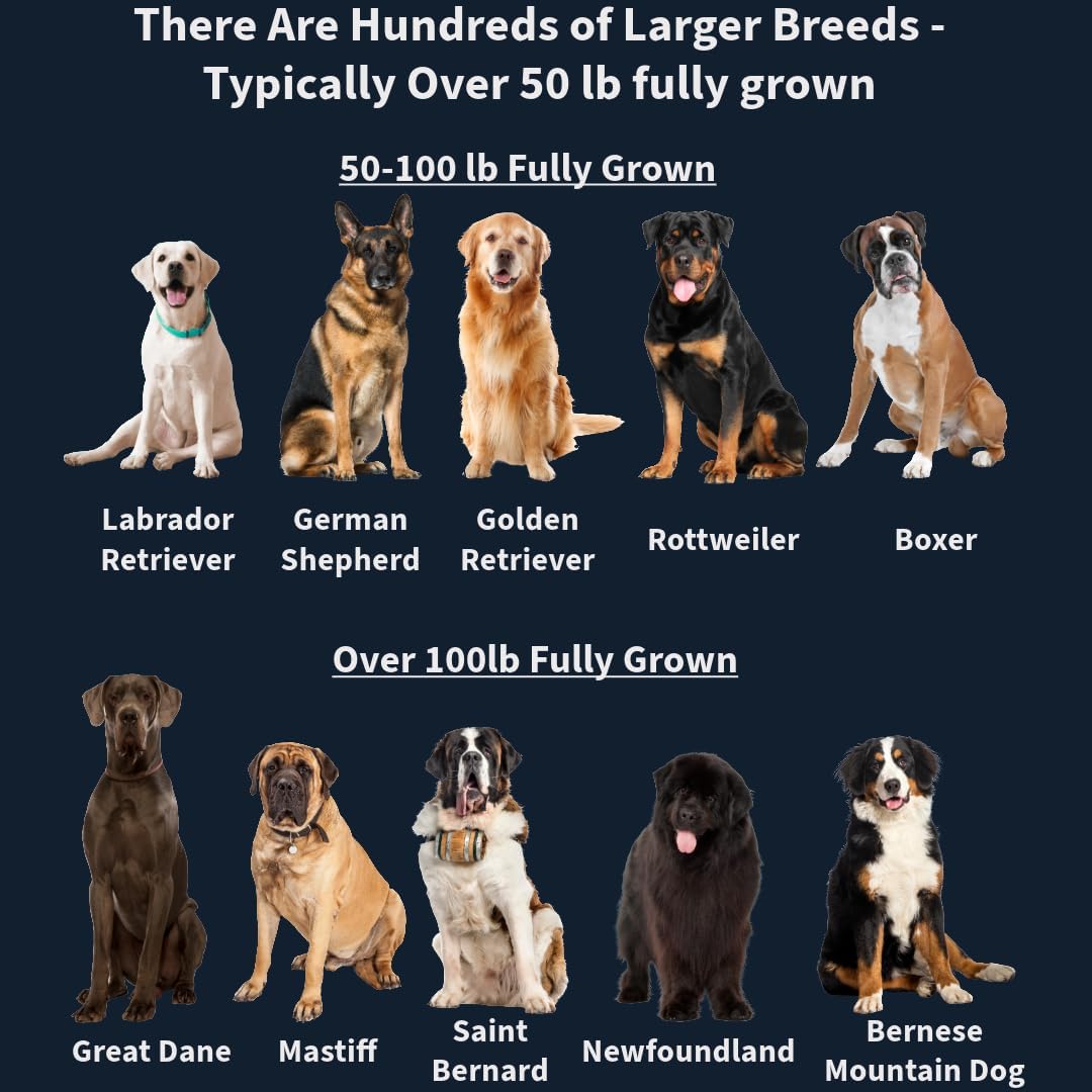 Large Breed Daily Multivitamin for Dogs - 90ct Bacon Flavored Chewables, Tailored for Large Dog Health