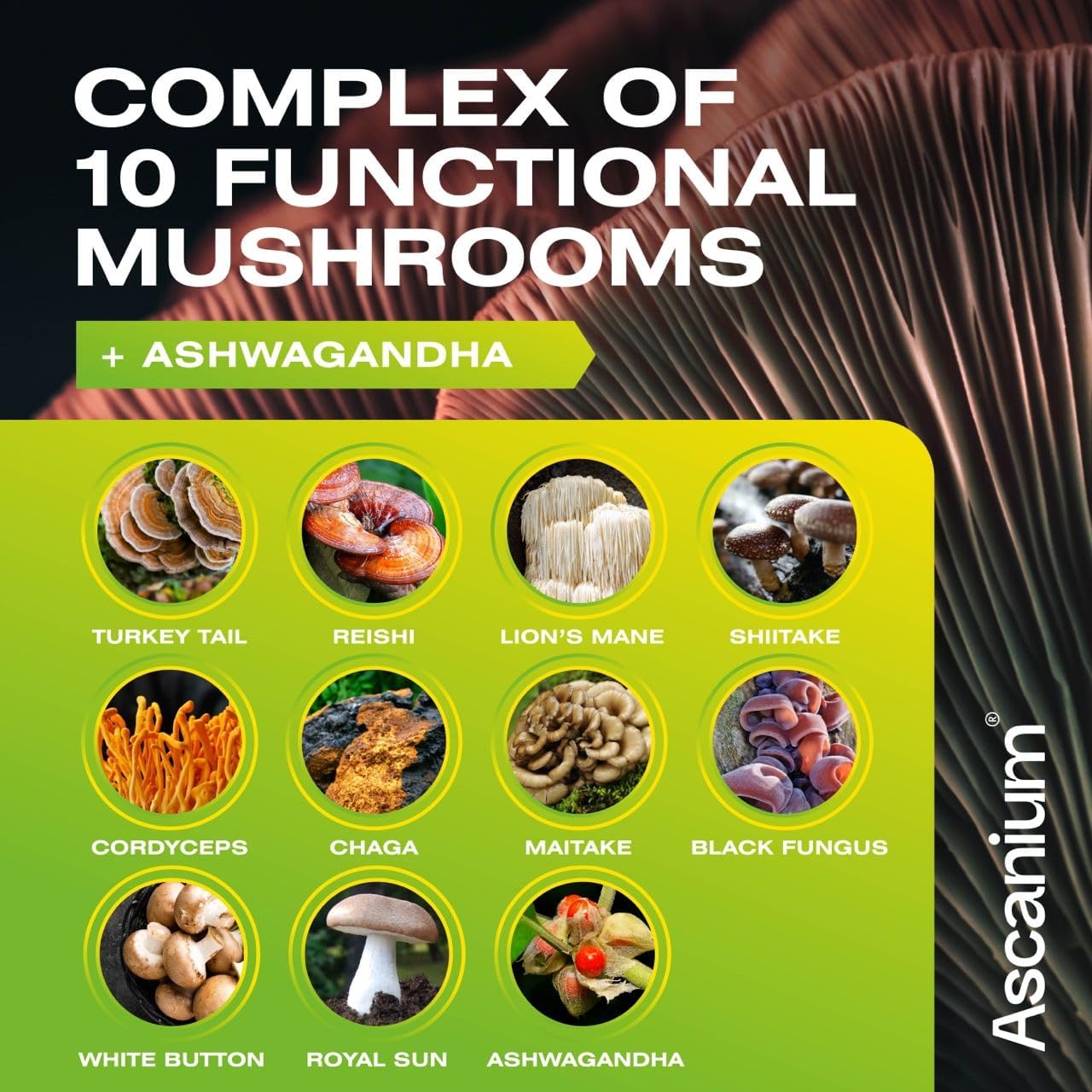 Lions Mane Mushroom Supplement with Ascanium - Updated Formula