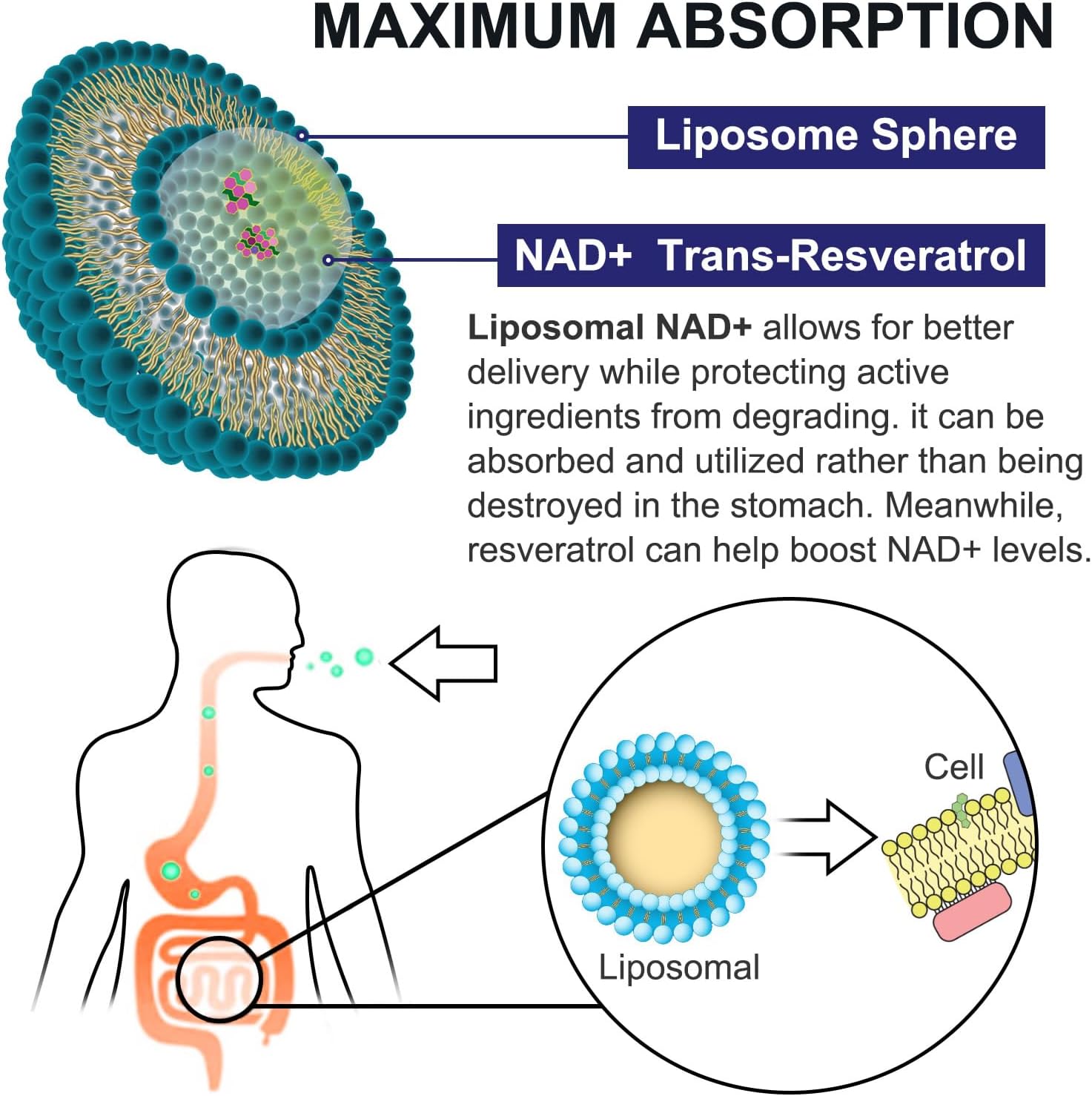 Liposomal NAD+ Supplement 900mg with Trans Resveratrol 300mg - Boost NAD+ Levels, DNA Repair, Aging Defense - 120 Softgels (2 Pack)
