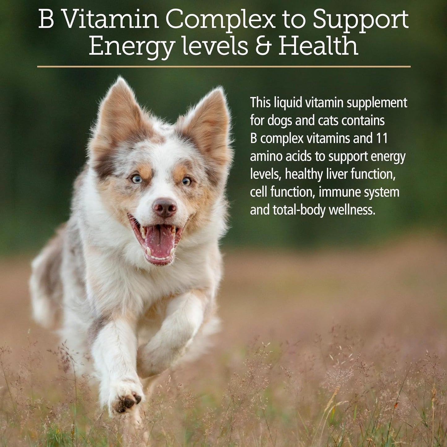 Liquid Amino B Plex Cat & Dog Supplement - Vitamin B Complex with Amino Acids - Appetite Booster & Weight Gainer for Cats & Dogs - 4 oz