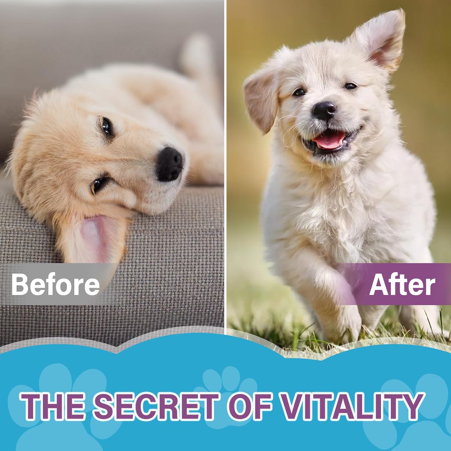 Liquid Iron Supplement for Pets - Boosts Energy, Fights Anaemia, Supports Blood Health with Vitamin C and B12