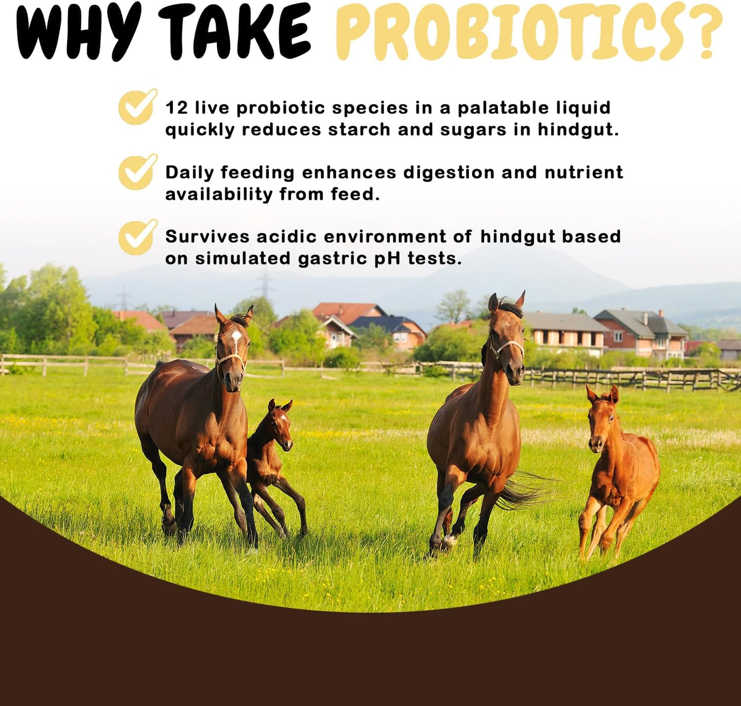 Liquid Probiotic Horse Supplement with Acidophilus - Digestive Health Support for Horses - SCD Probiotics Equine Plus (34 fl.oz.)