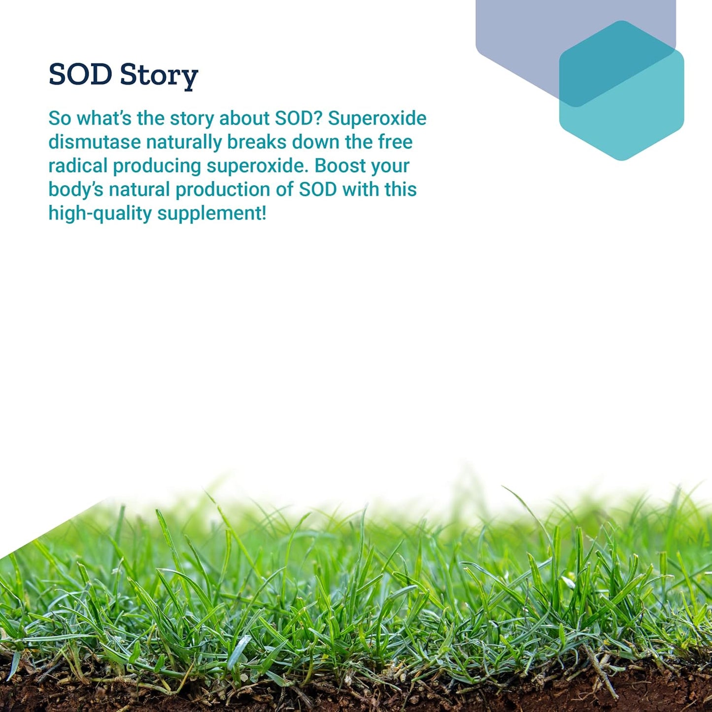 Liver Health & Detox Antioxidant Supplement with SOD Booster, Chokeberry & Melon - 30 Capsules, Gluten-Free & Non-GMO