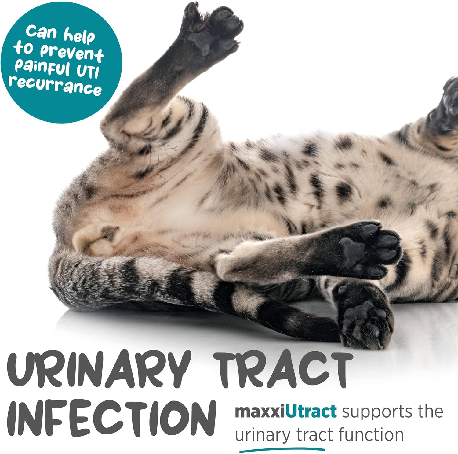 maxxiUtract Urinary & Bladder Support Powder Supplement for Cats - 2.1oz